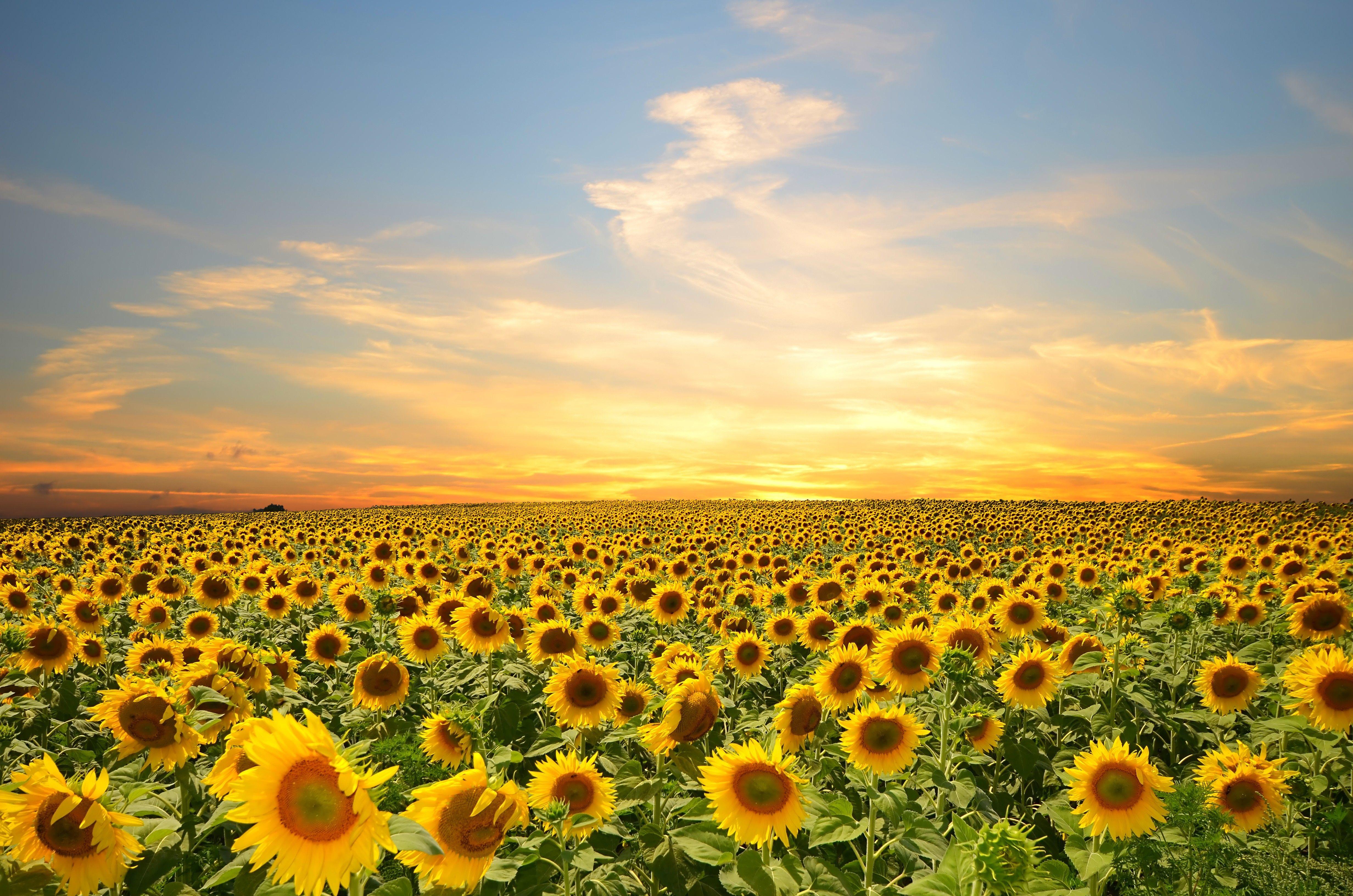 Sunflower Desktop Wallpapers - Top Free Sunflower Desktop ...