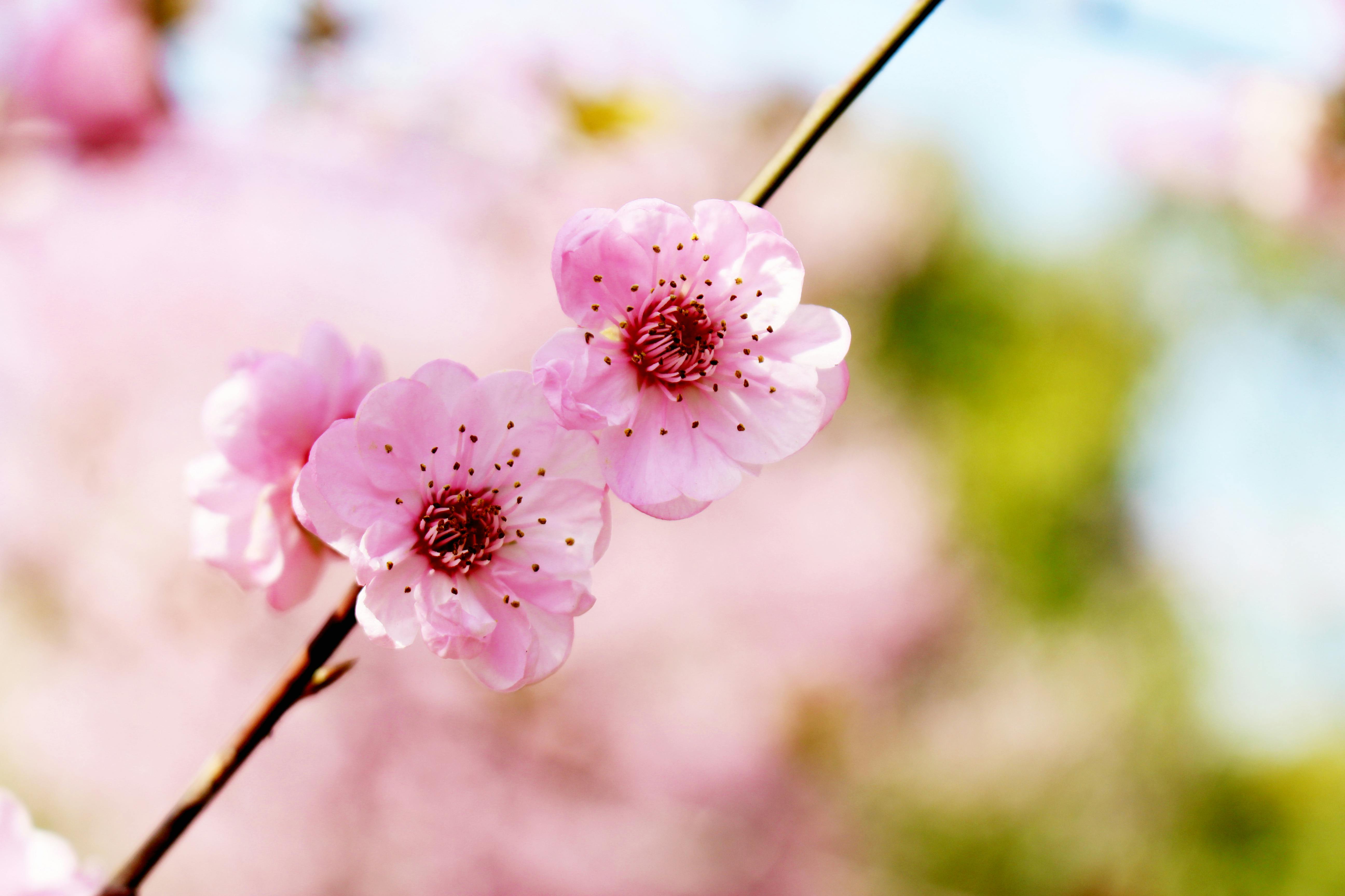 5184x3456 Pink Cherry Blossom in Close Up Photography · Free