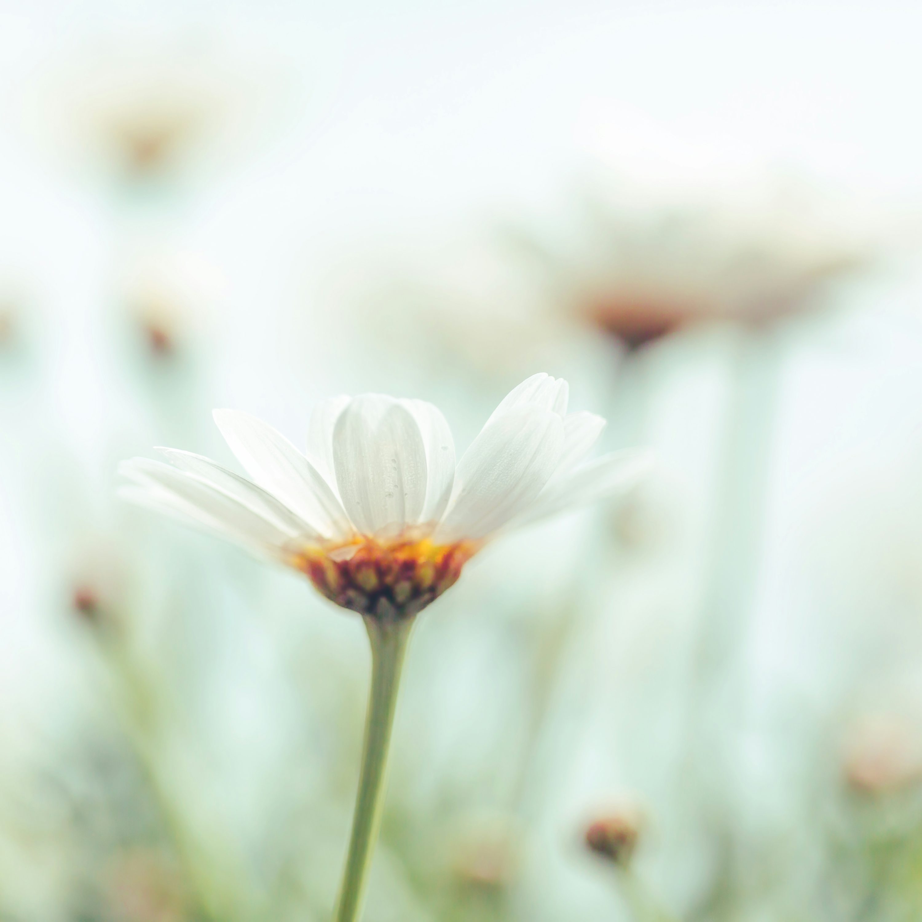 3000x3000 A close up of a white flower with blurry background photo