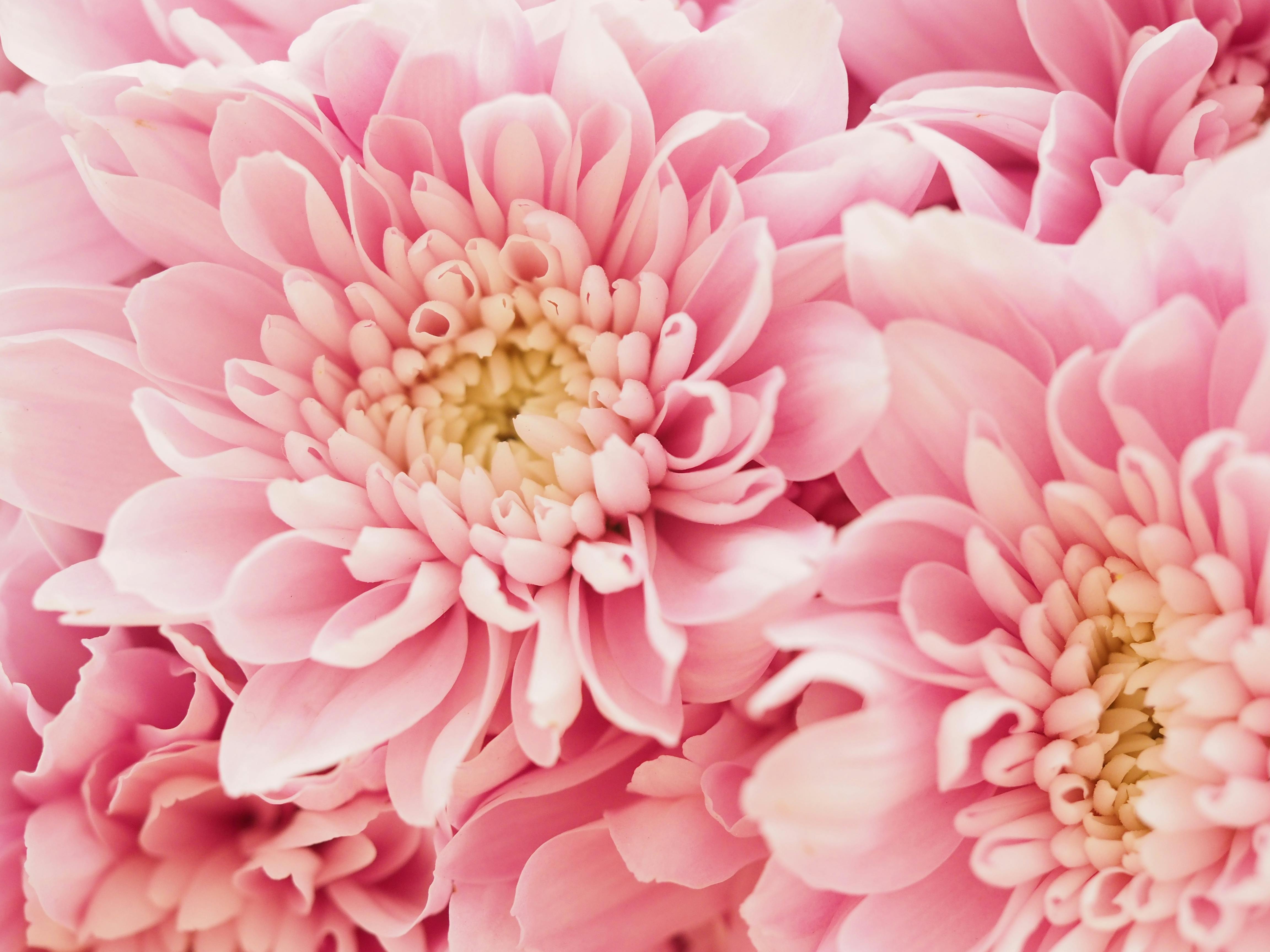 4608x3456 Close Up of Pink Flowers · Free