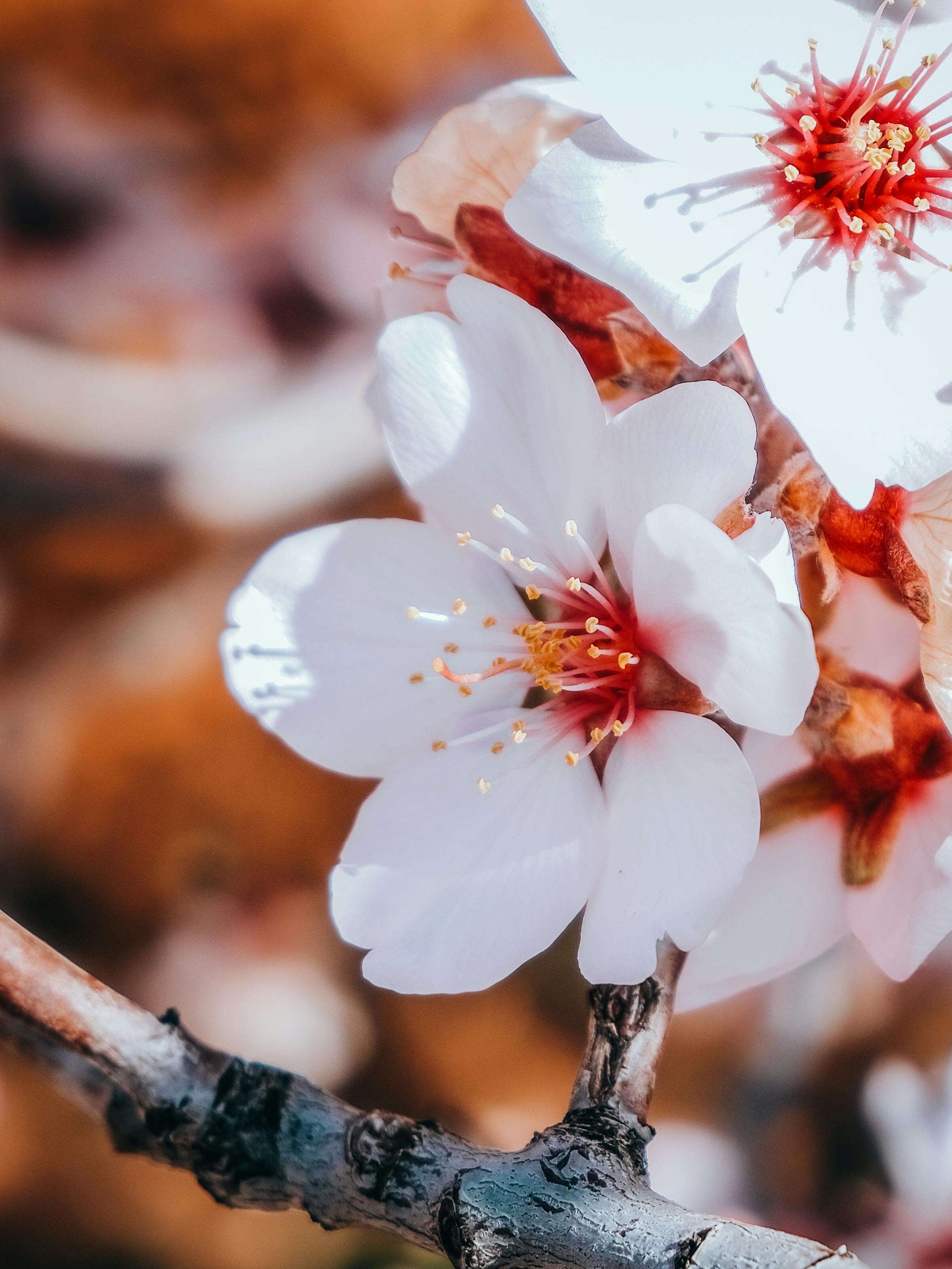 2355x3140 Close up of a Blossom · Free