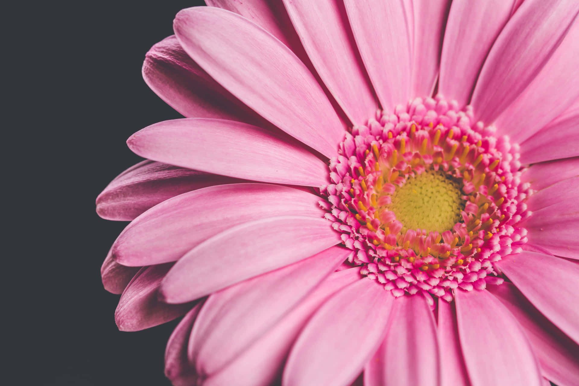1920x1280 Flowers Close Up Wallpaper