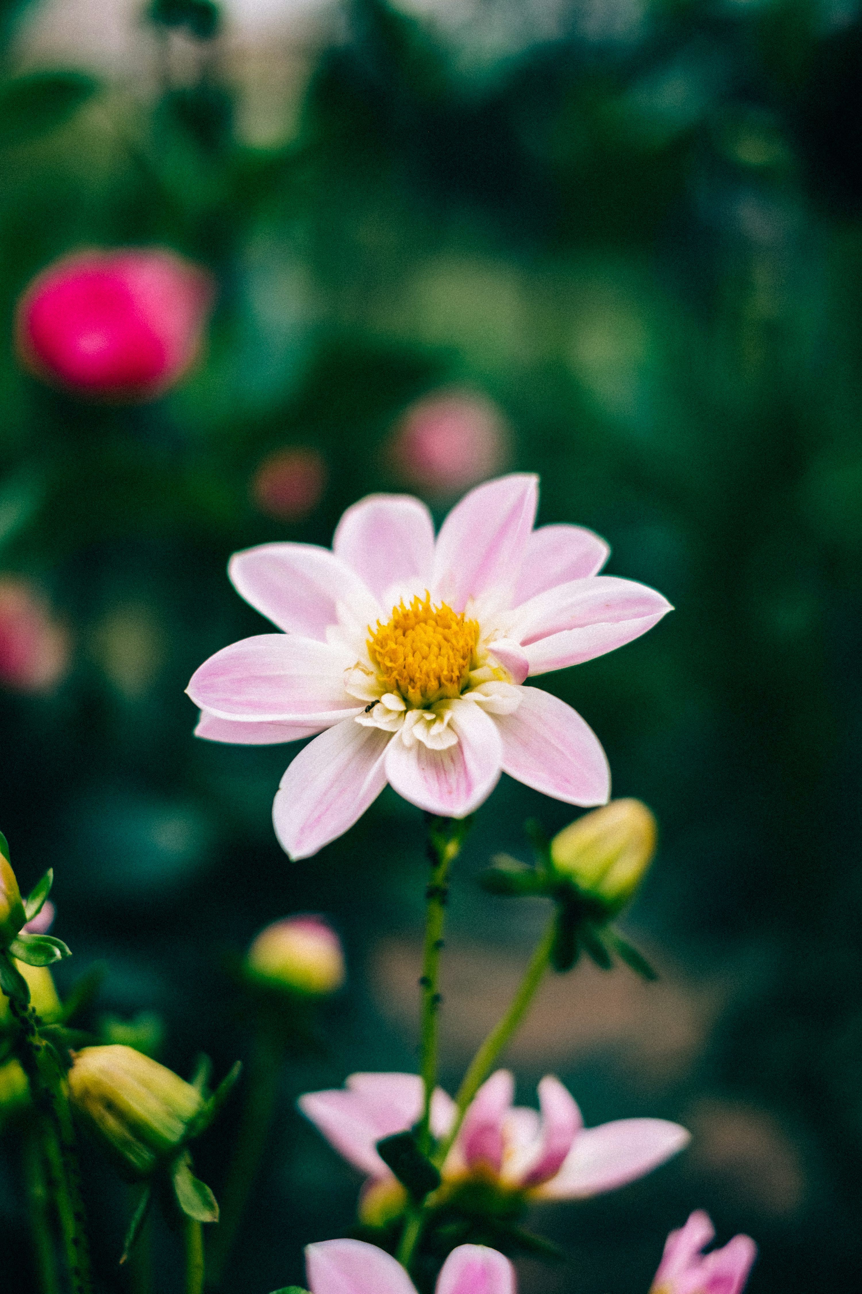 3000x4500 A close up of a pink flower with other flowers in the background photo