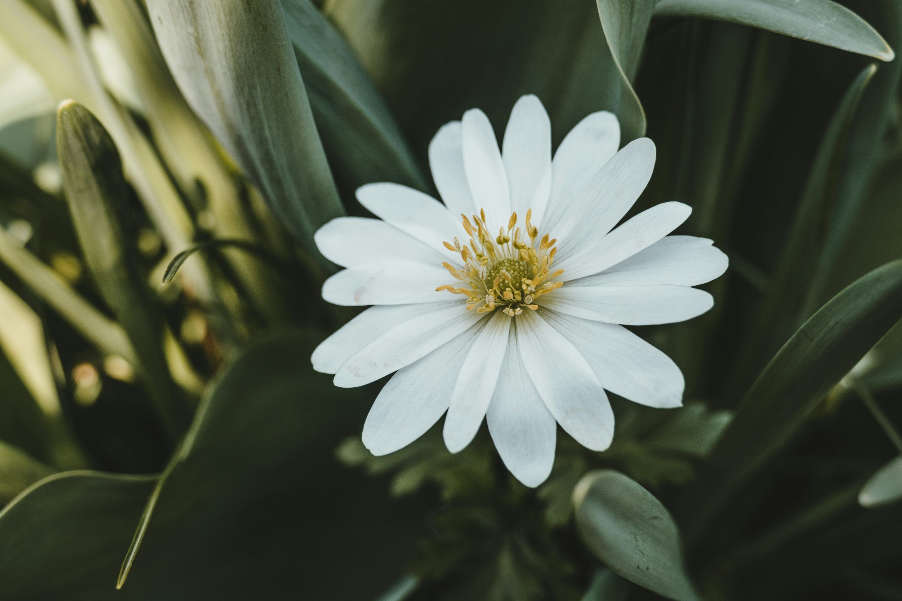 3000x2000 White Flower Picture. Download Free Image