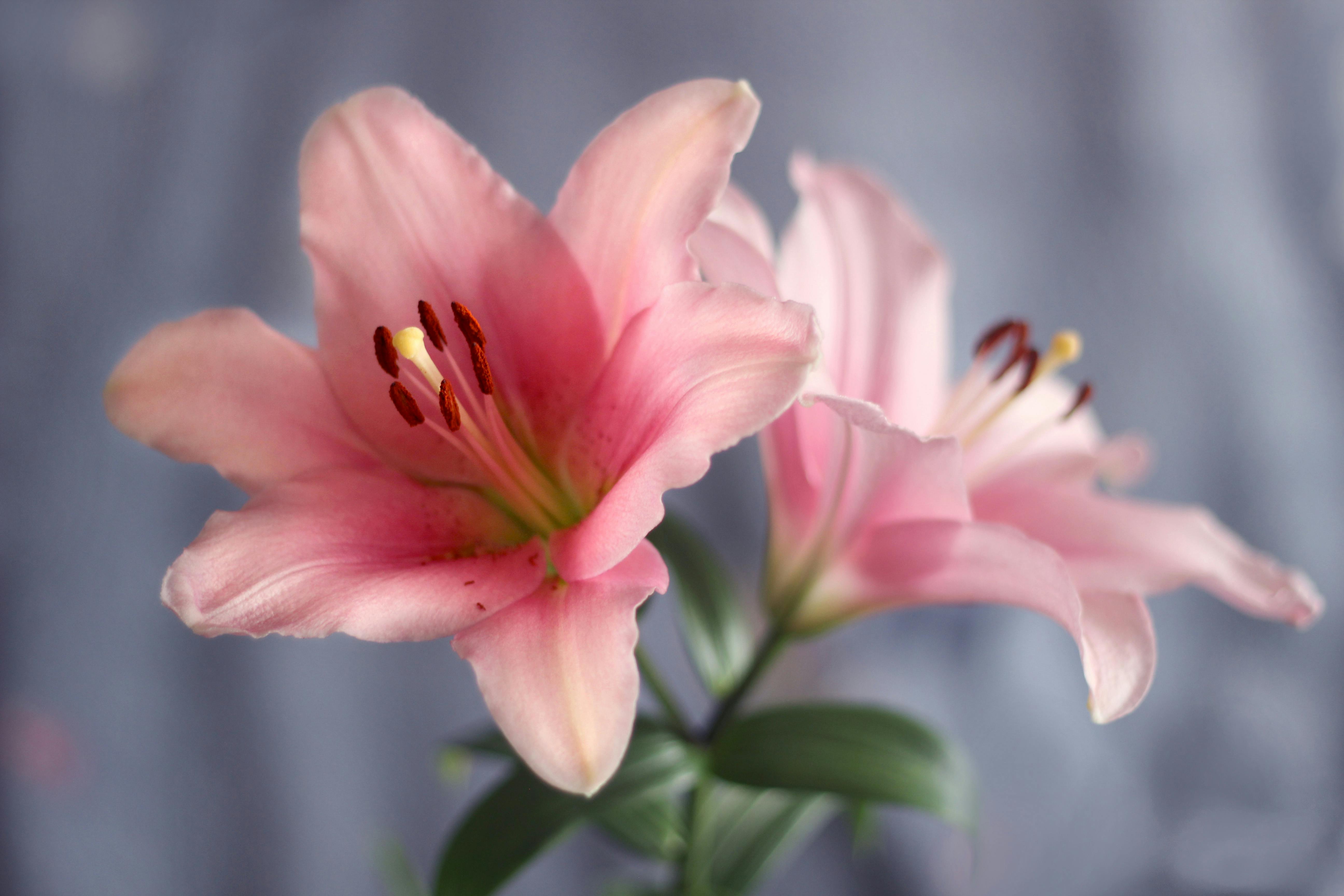 5184x3456 A Close Up Shot Of A Lily Flower · Free