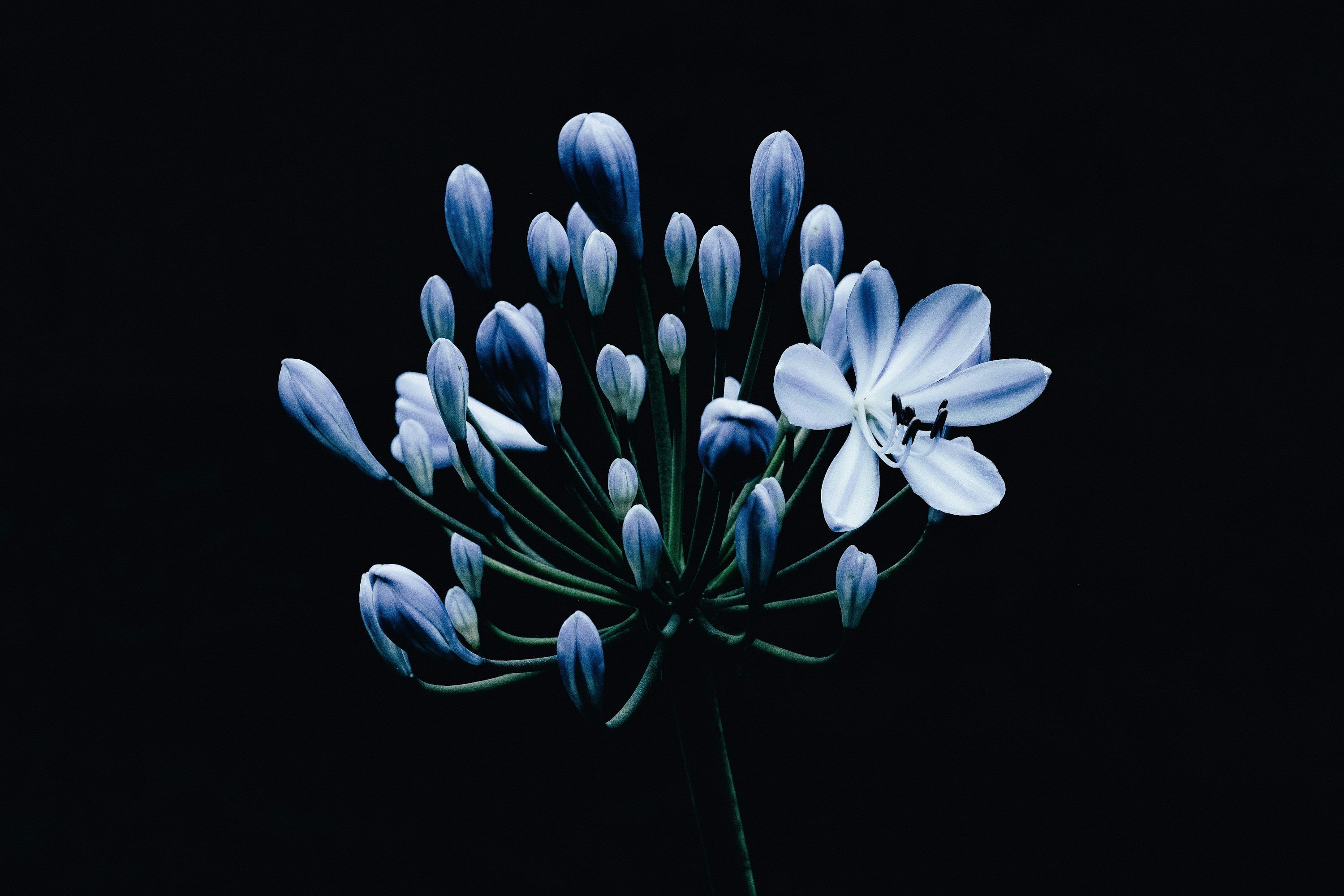 3000x2000 A close up of a flower on a black background photo
