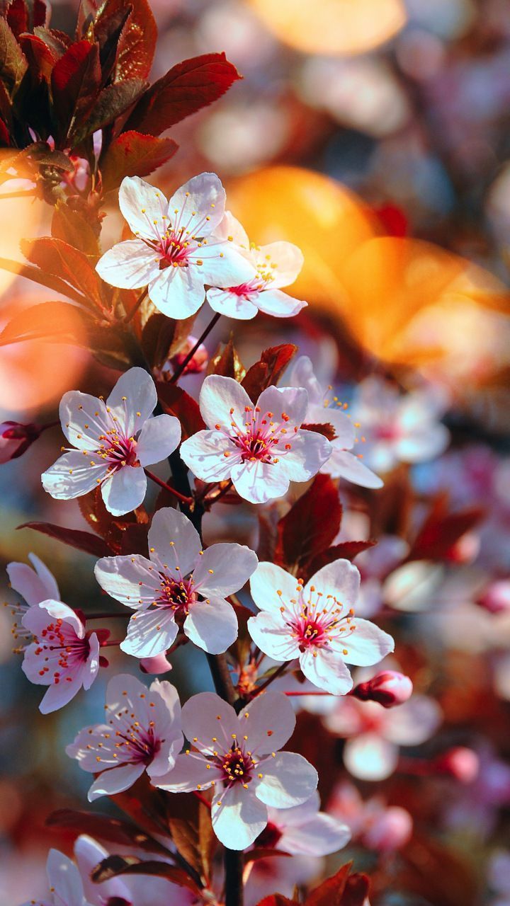 720x1280 Cherry blossom, pink flowers, close up, spring, 720x1280 wallpaper