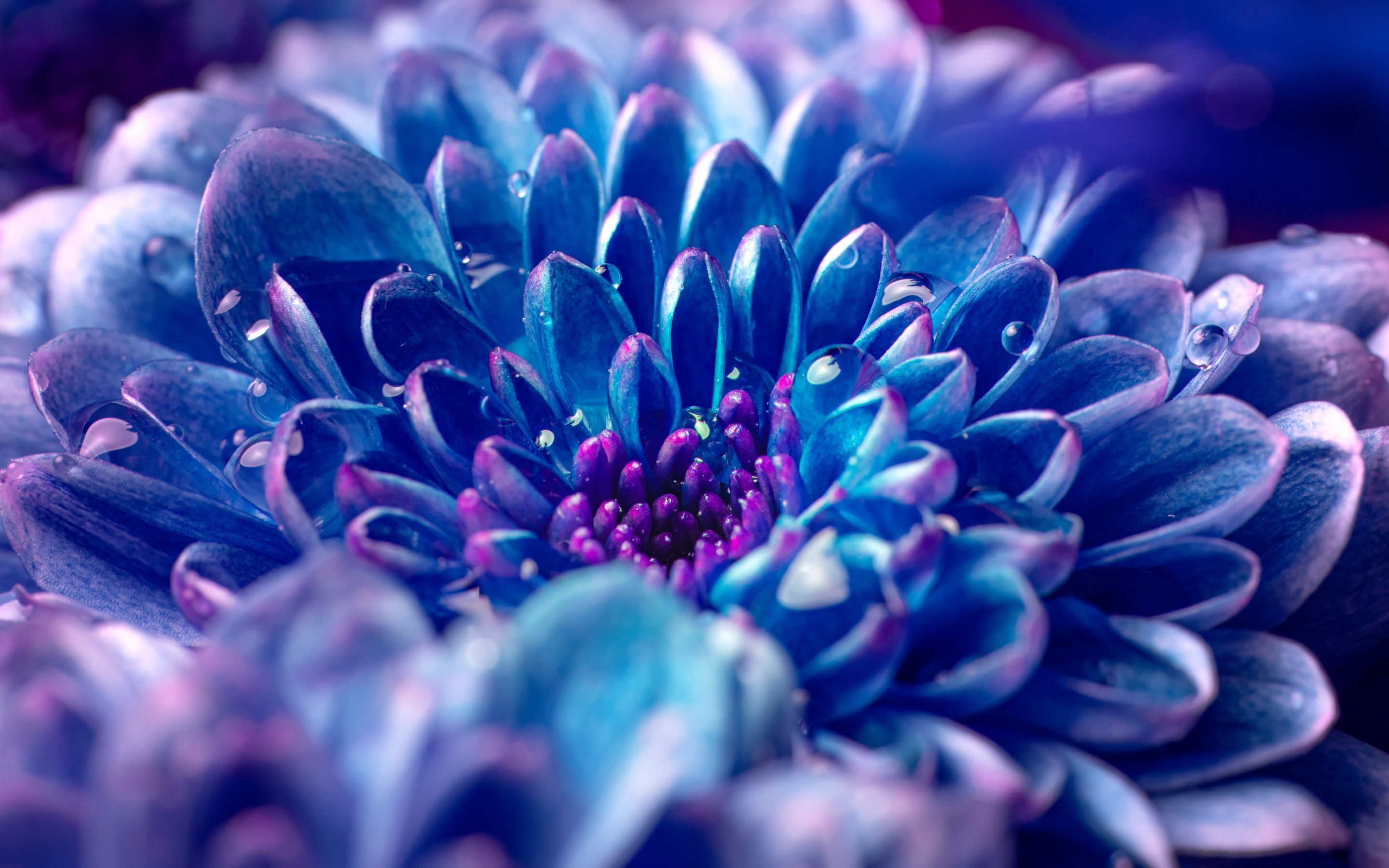 2880x1800 Blue flower Wallpaper 4K, Macro, Vivid, Closeup Photography