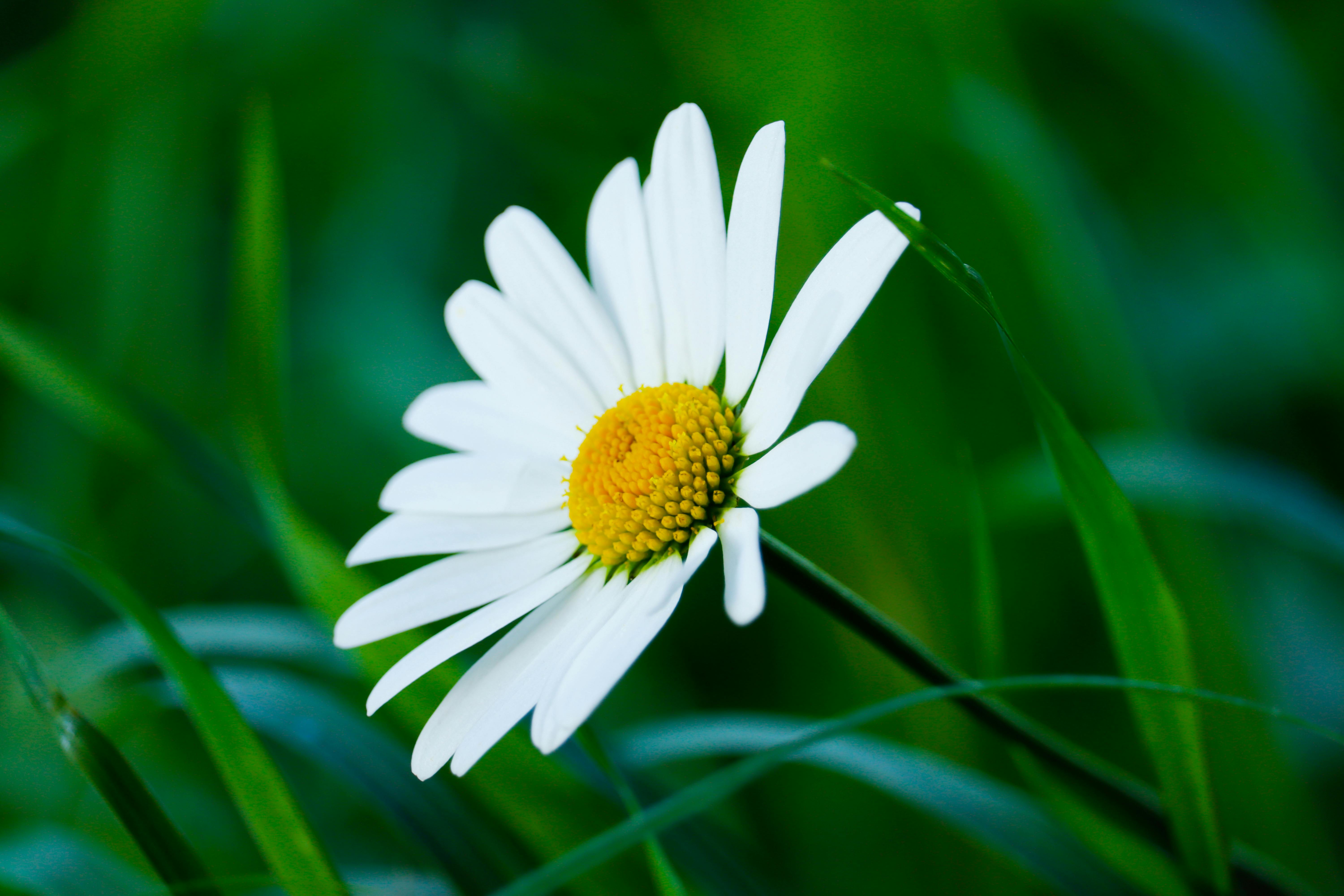 6000x4000 Common Daisy Flower In Close Up Photography · Free