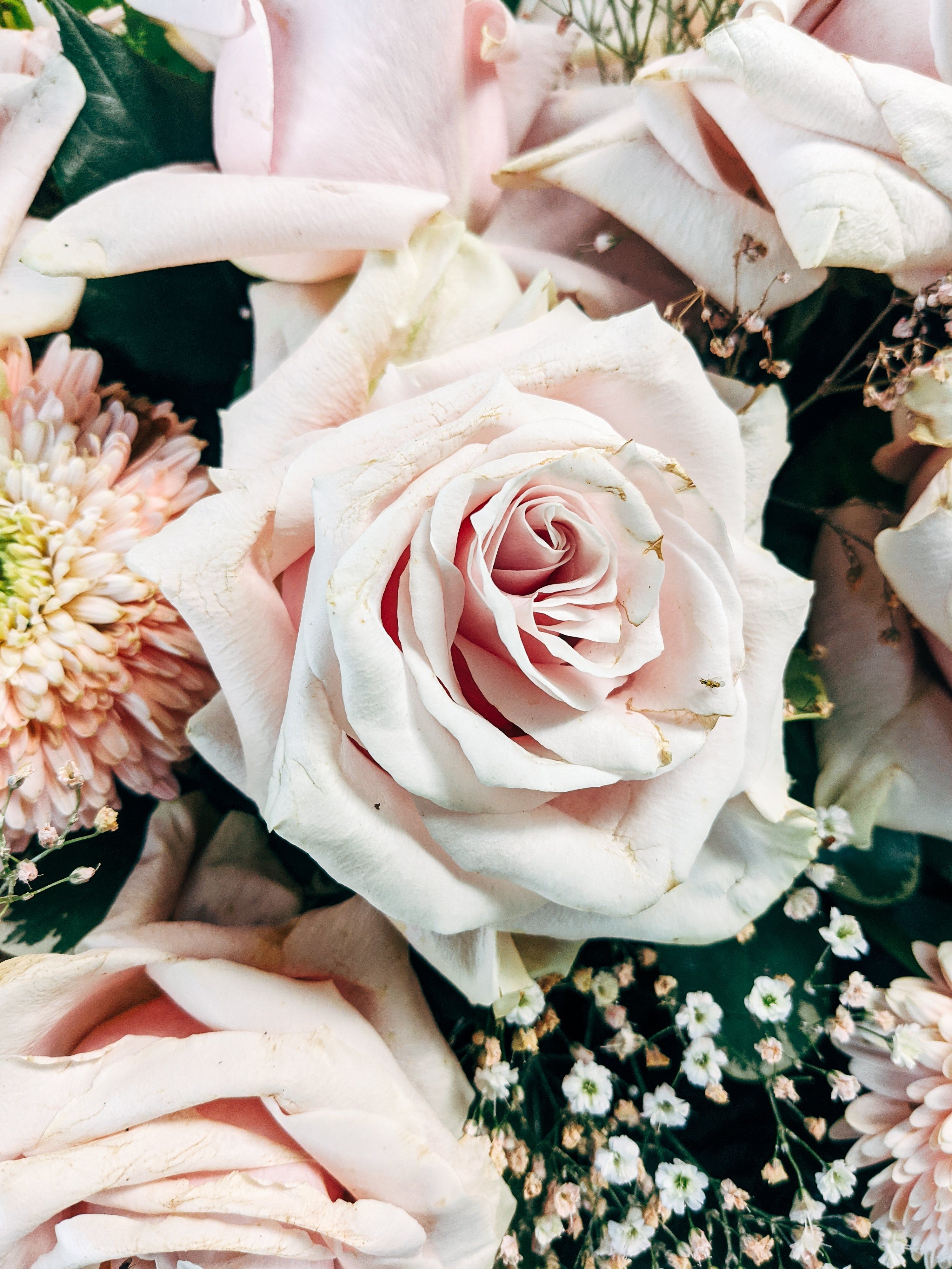 2999x3999 Browse Free HD Image of Close Up Of A Bouquet Of Soft Pink Roses