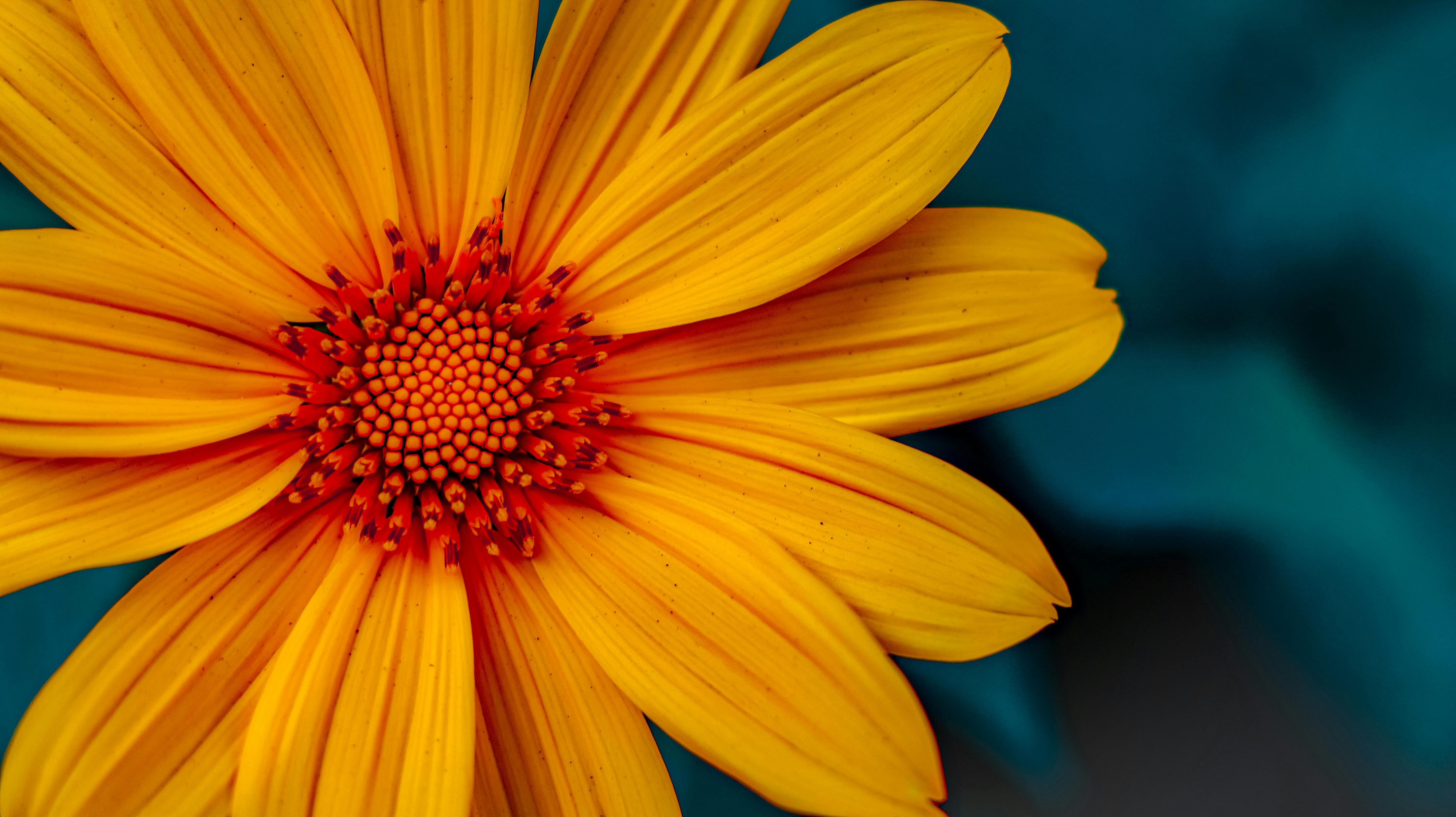 6000x3368 Close Up Shot Of A Flower · Free
