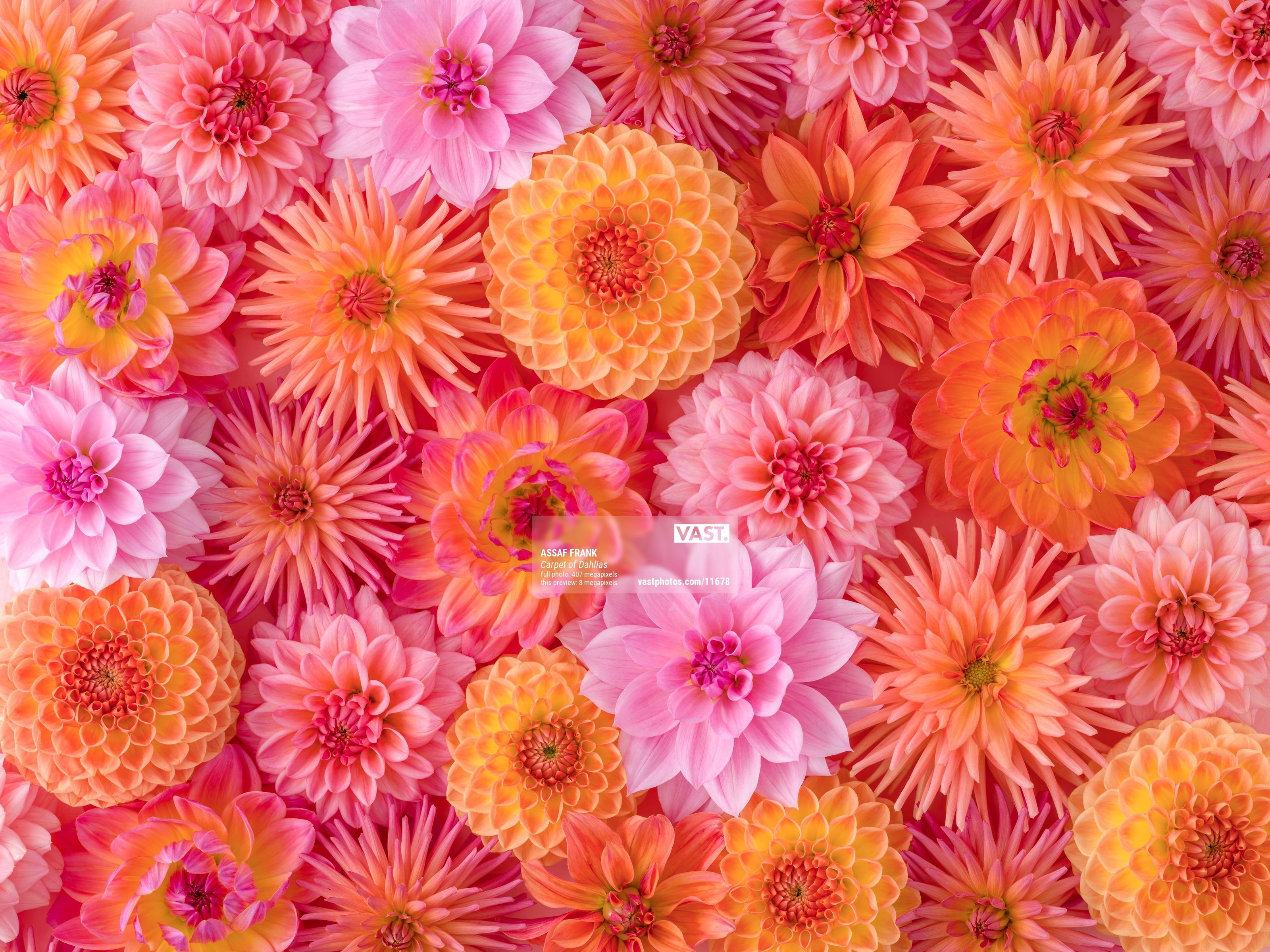 3200x2400 Ultra High Resolution Flower Wallpaper Photo