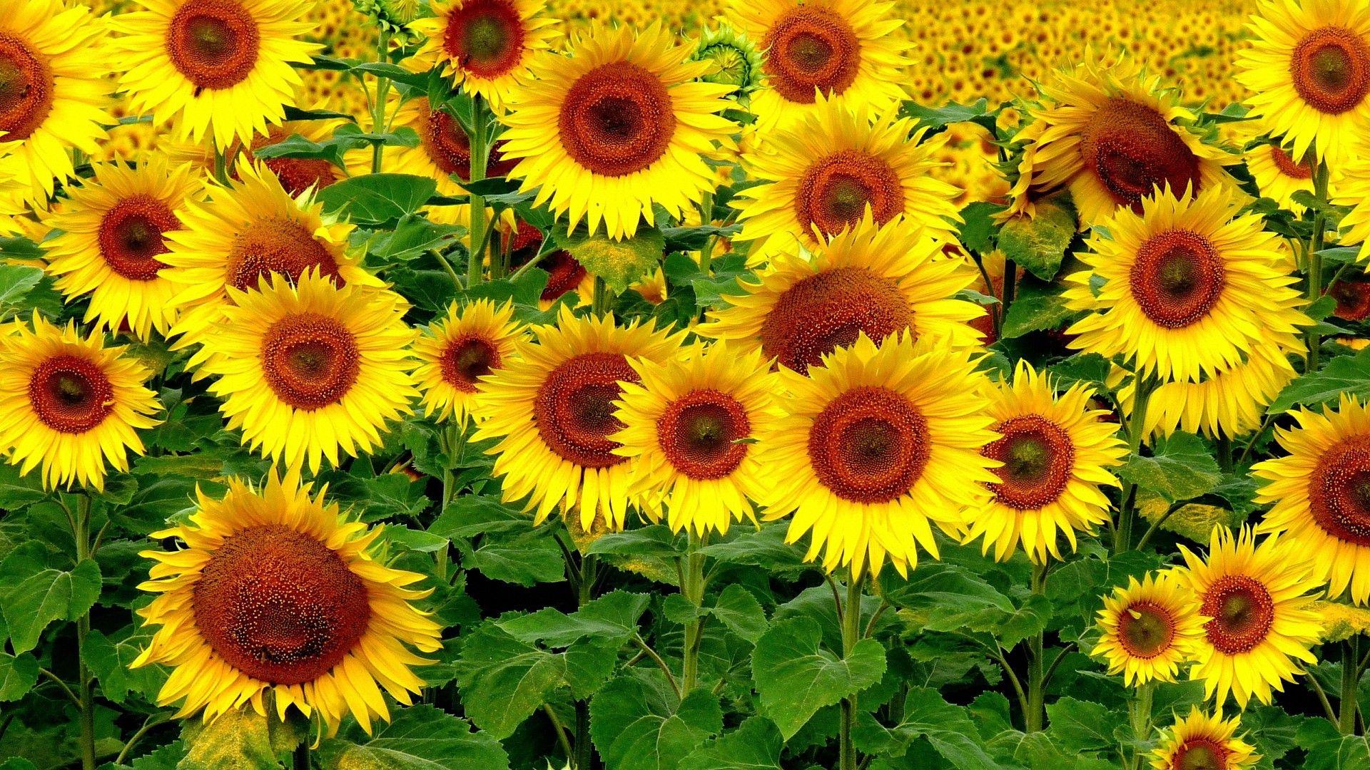 1920x1080 Great Sunflowers HD Background