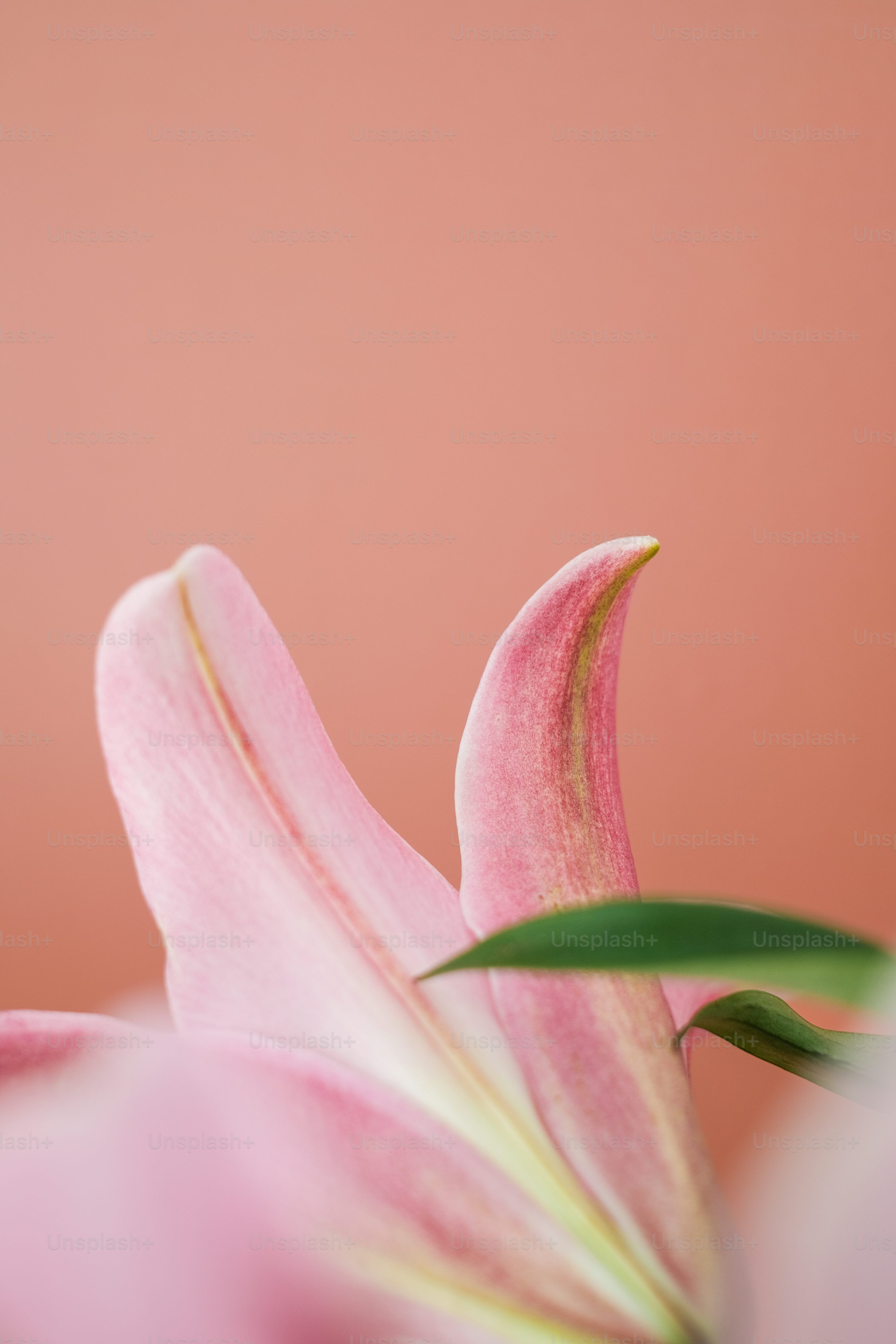 3000x4500 A close up of a pink flower with a pink background photo