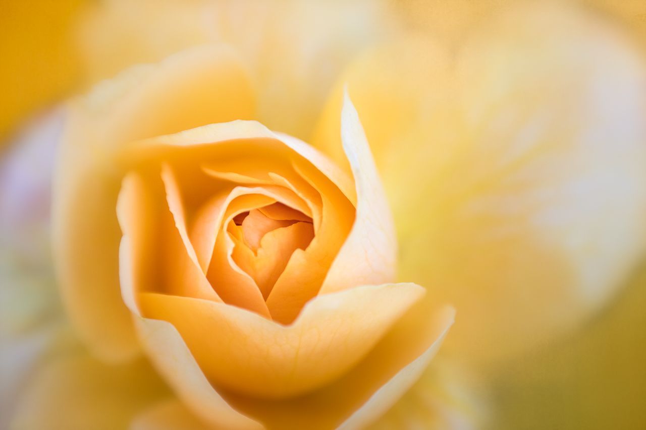 1280x853 Flower Photography Tips for Capturing Stunning Photo