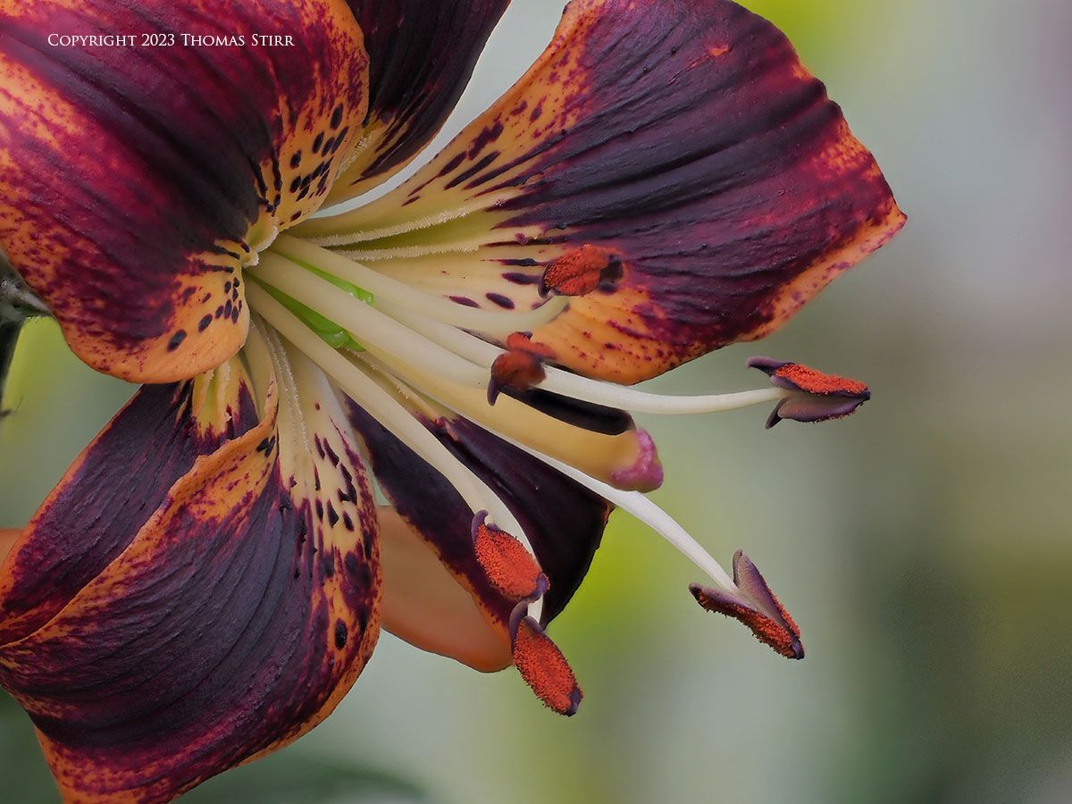 1200x900 Close Up Flower Image Sensor Photography By Thomas Stirr