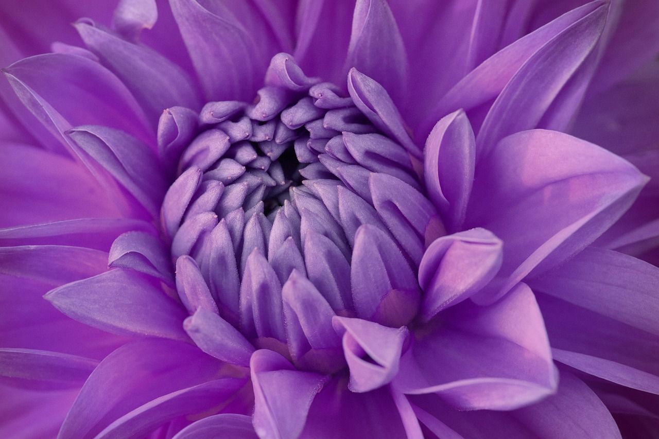 1280x853 Beautiful HD Flower Wallpaper