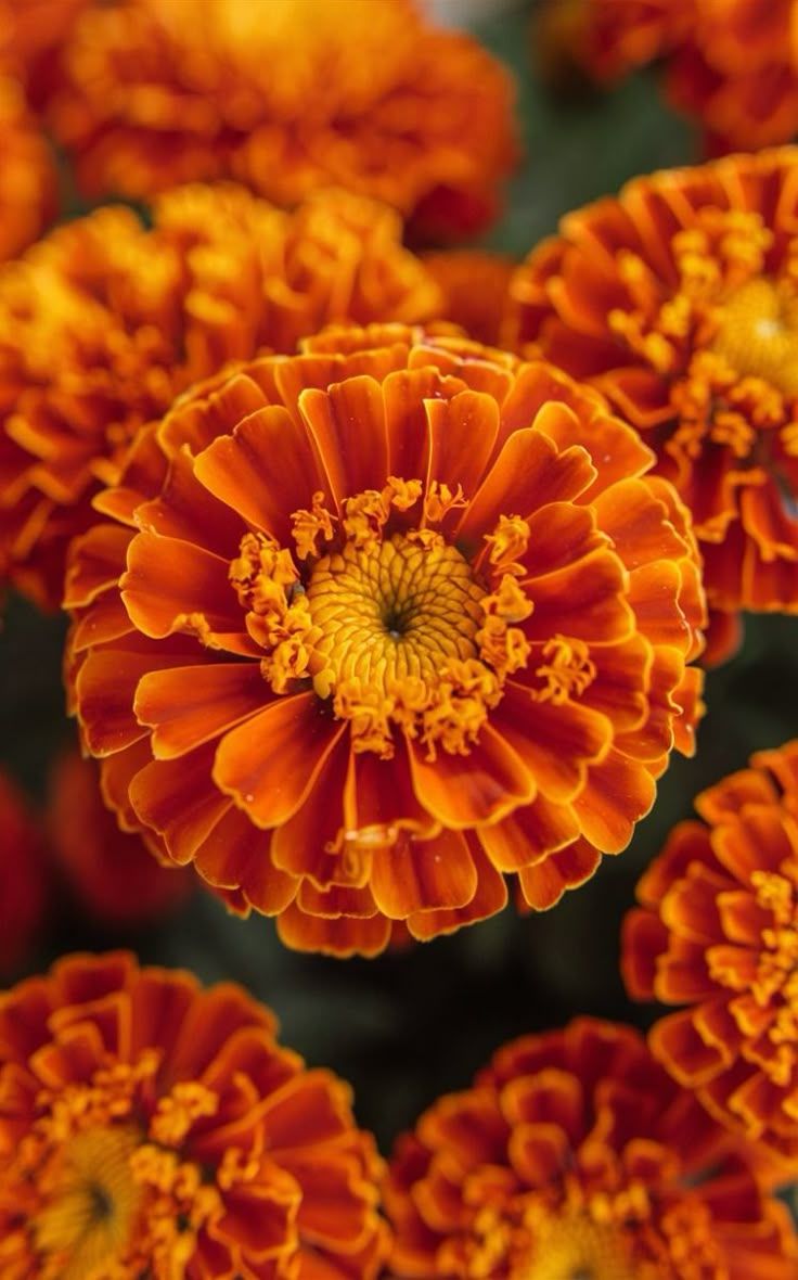 736x1180 Marigold Flowers Close up Wallpaper