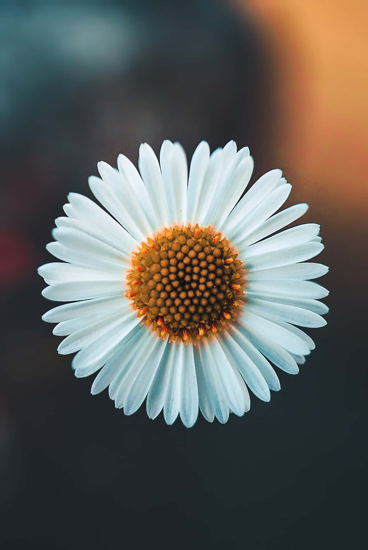 1283x1920 Download A beautiful backdrop of nature and flowers. Wallpaper