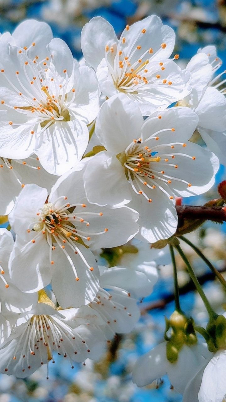 720x1280 White, close up, cherry tree, spring, blossom, 720x1280 wallpaper