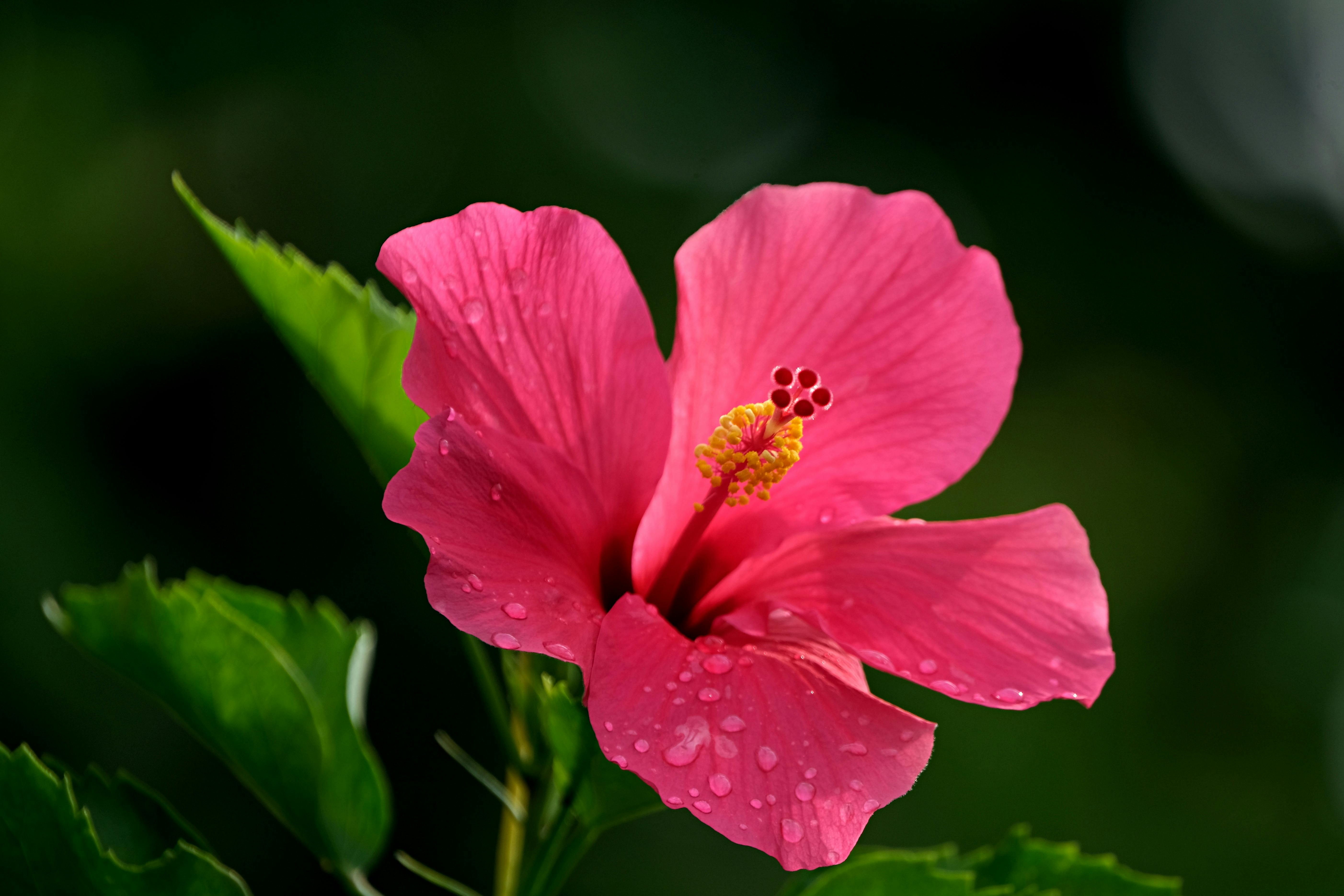 5610x3740 Close Up Shot Of A Hibiscus Flower · Free