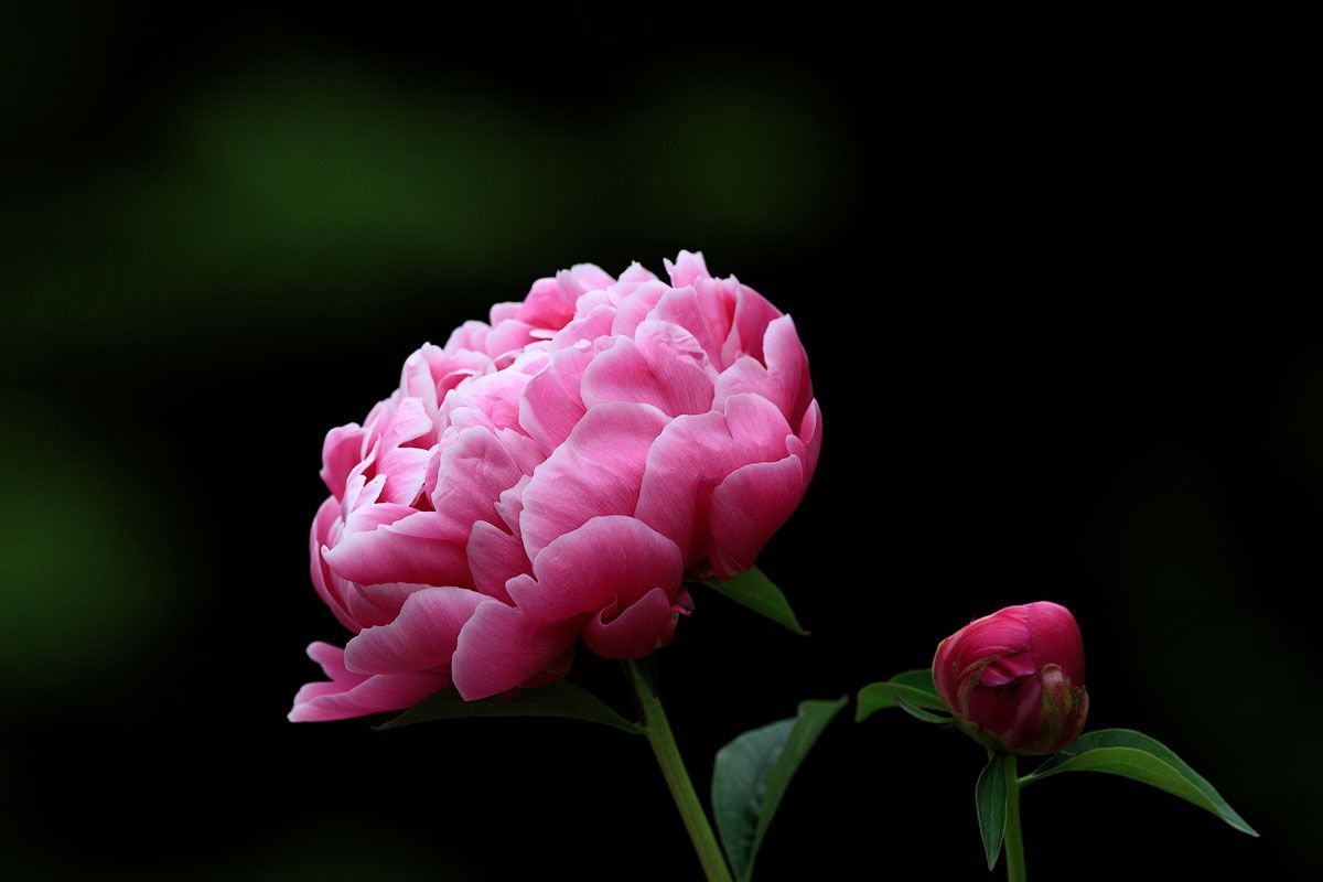 1200x800 Spring Flowers Close Up