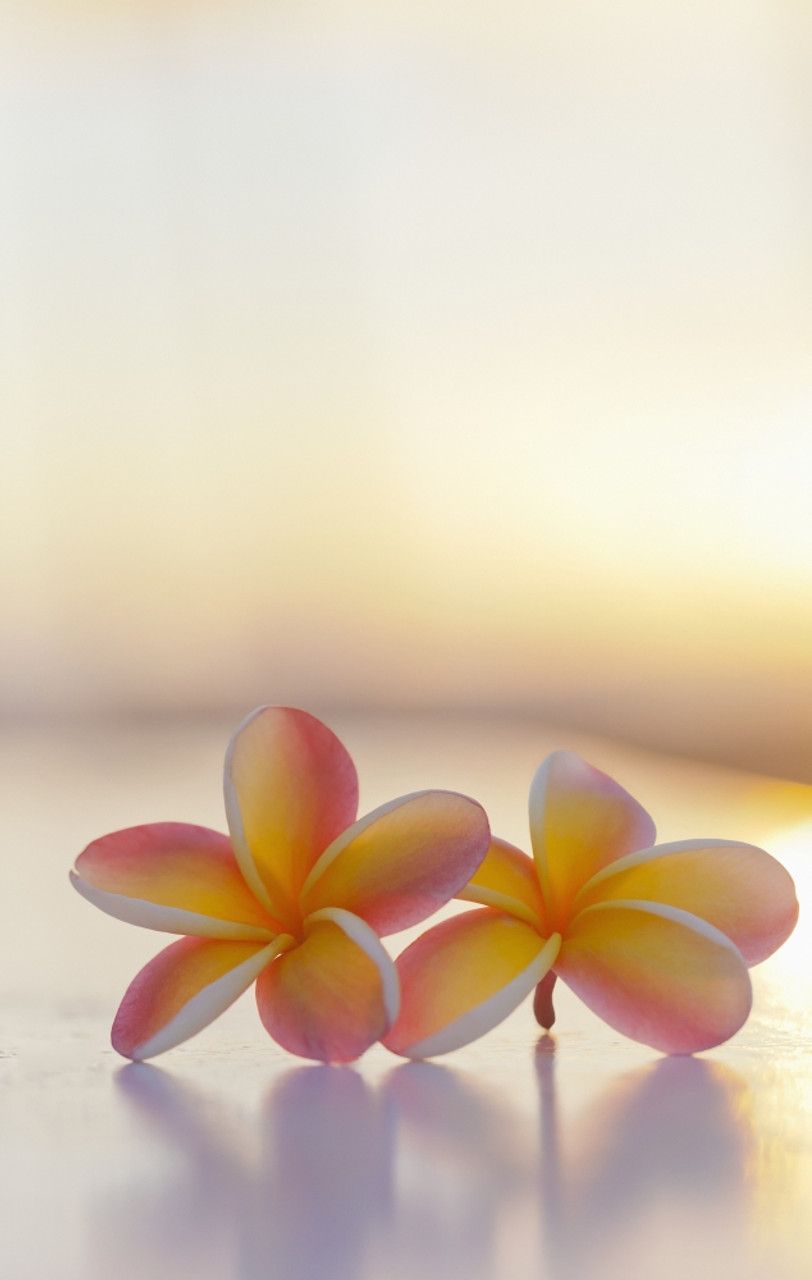 812x1280 Close Up Of A Pair Of Beautiful Yellow And Pink Plumeria Flowers (Apocynaceae) With Sunset Lighting The Background; Honolulu, Oahu, Hawaii, United