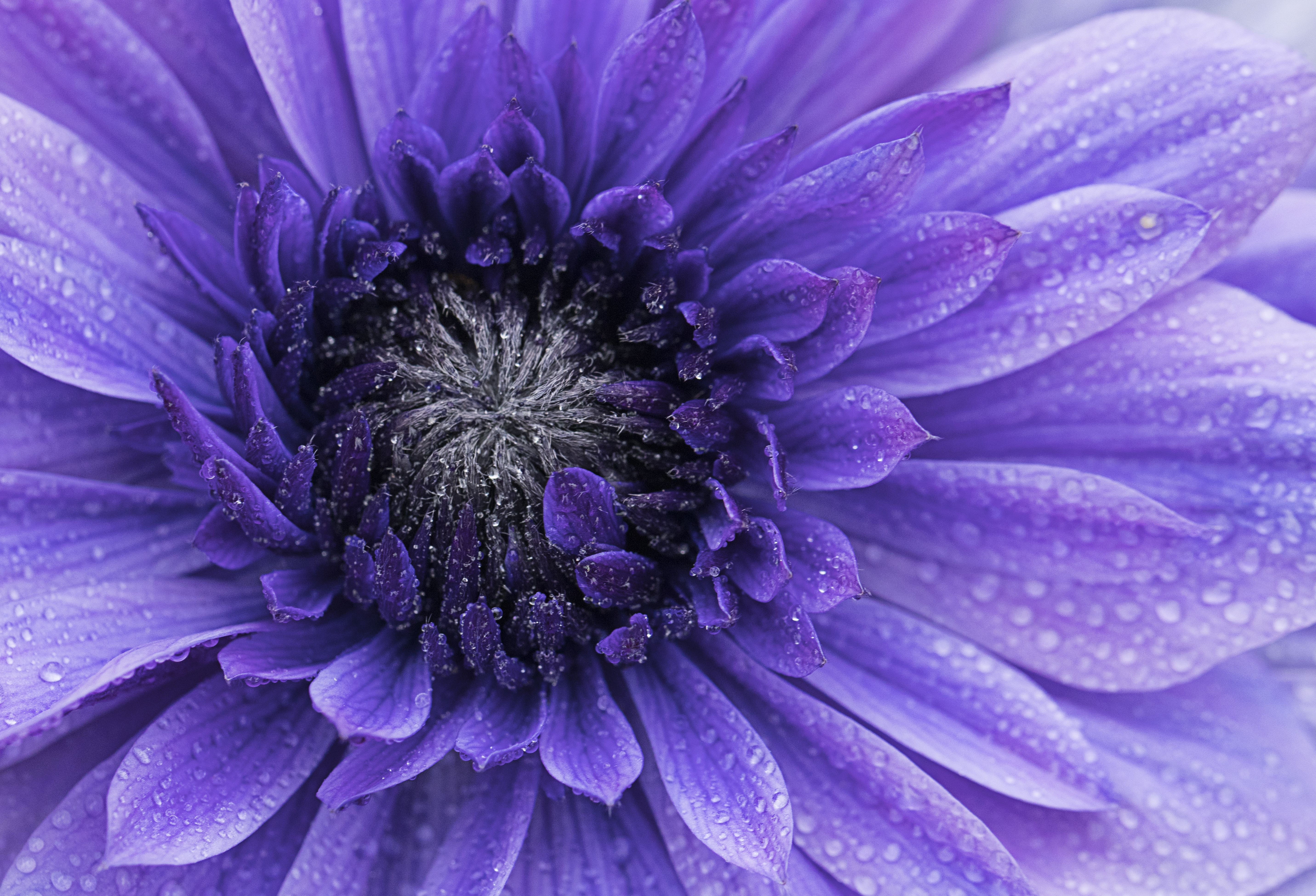 5725x3898 Violet flowers Wallpaper 4K, Closeup, Macro, Water drops