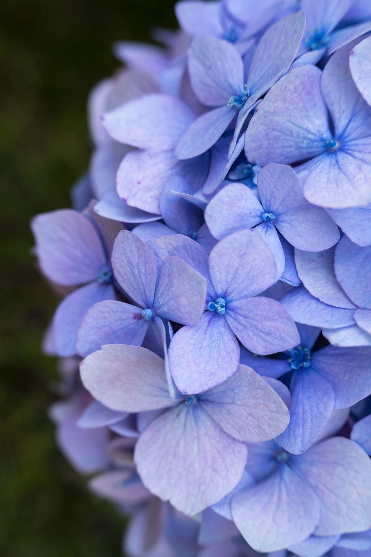 1200x1800 Tips for Macro Flower Photography in Your Garden
