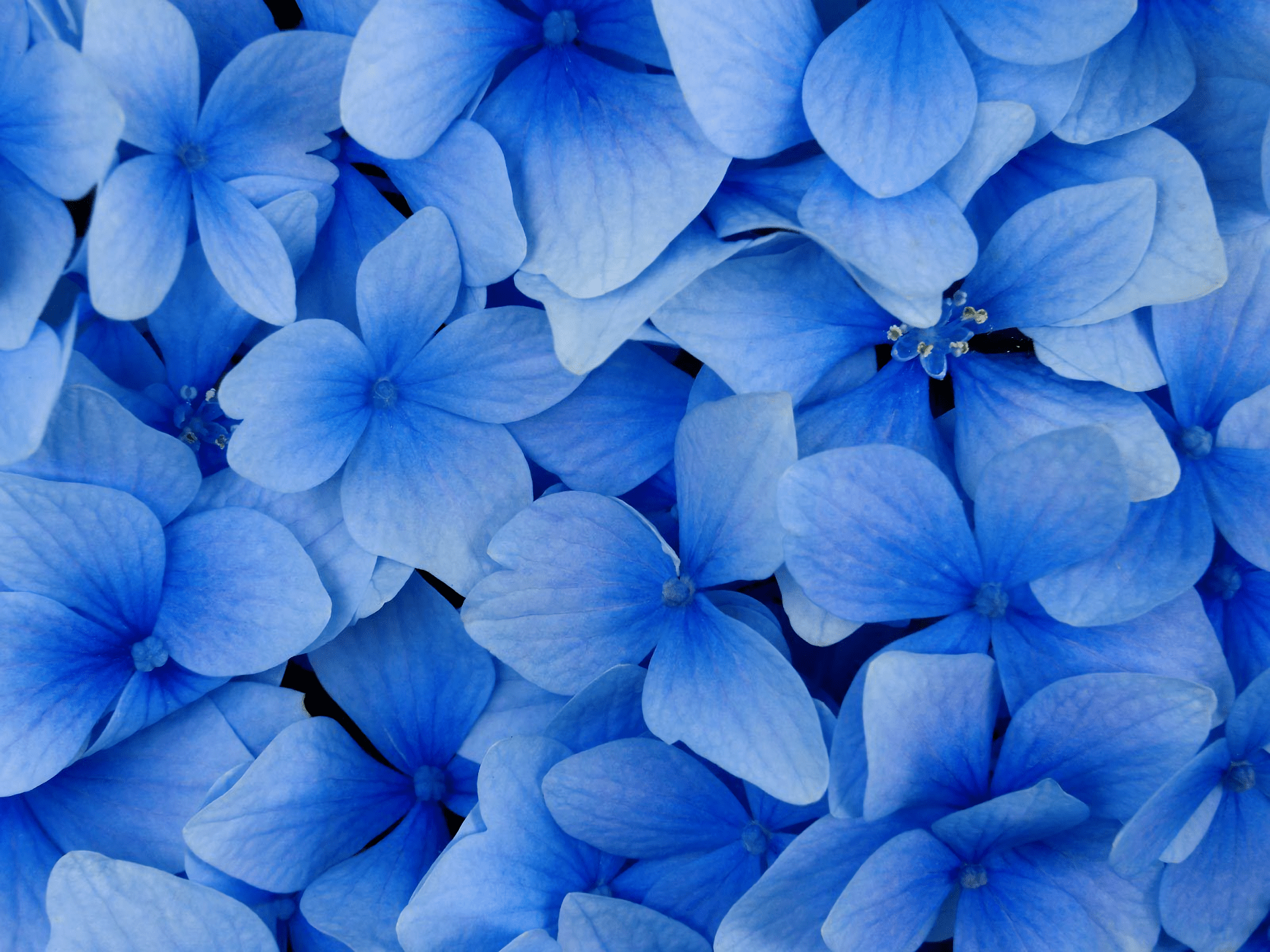 1920x1440 Hydrangea Harmony: Stunning Blue Flower Close Up HD Wallpaper