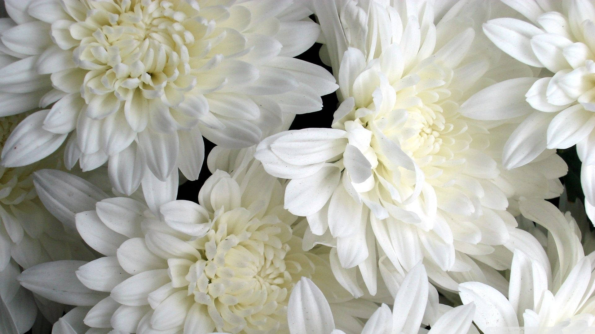 1920x1080 White Flowers Wallpaper