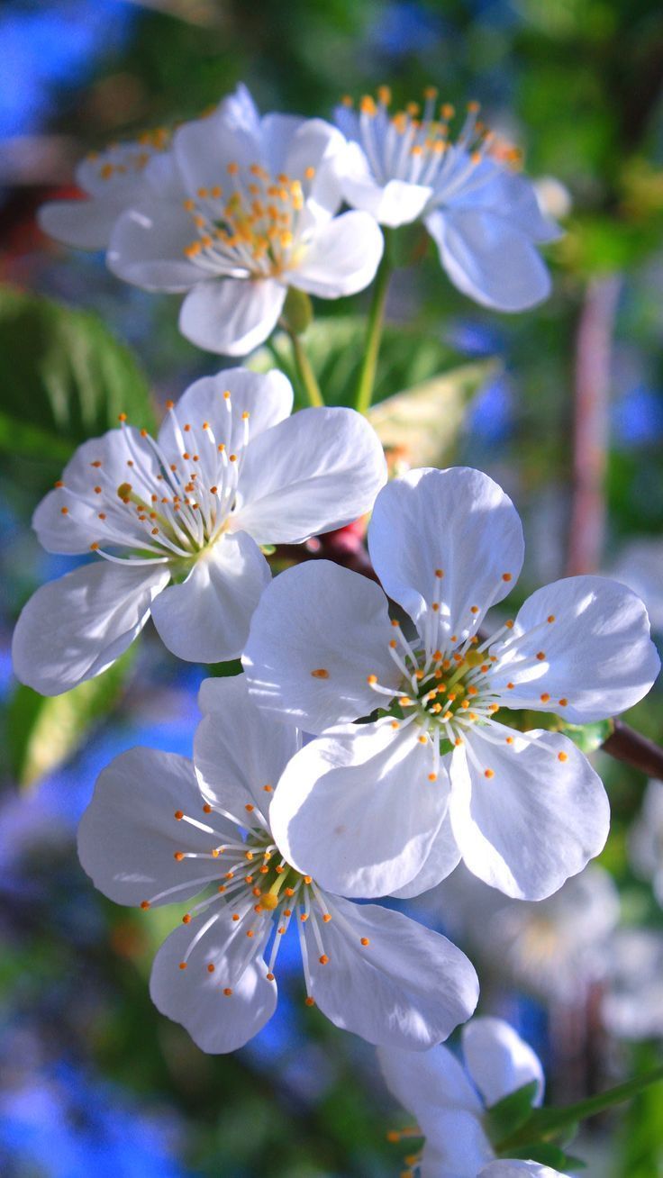 736x1308 Spring Sakura blossoms iphone wallpaper HD homescreen white flowers nature lockscreen 4k background