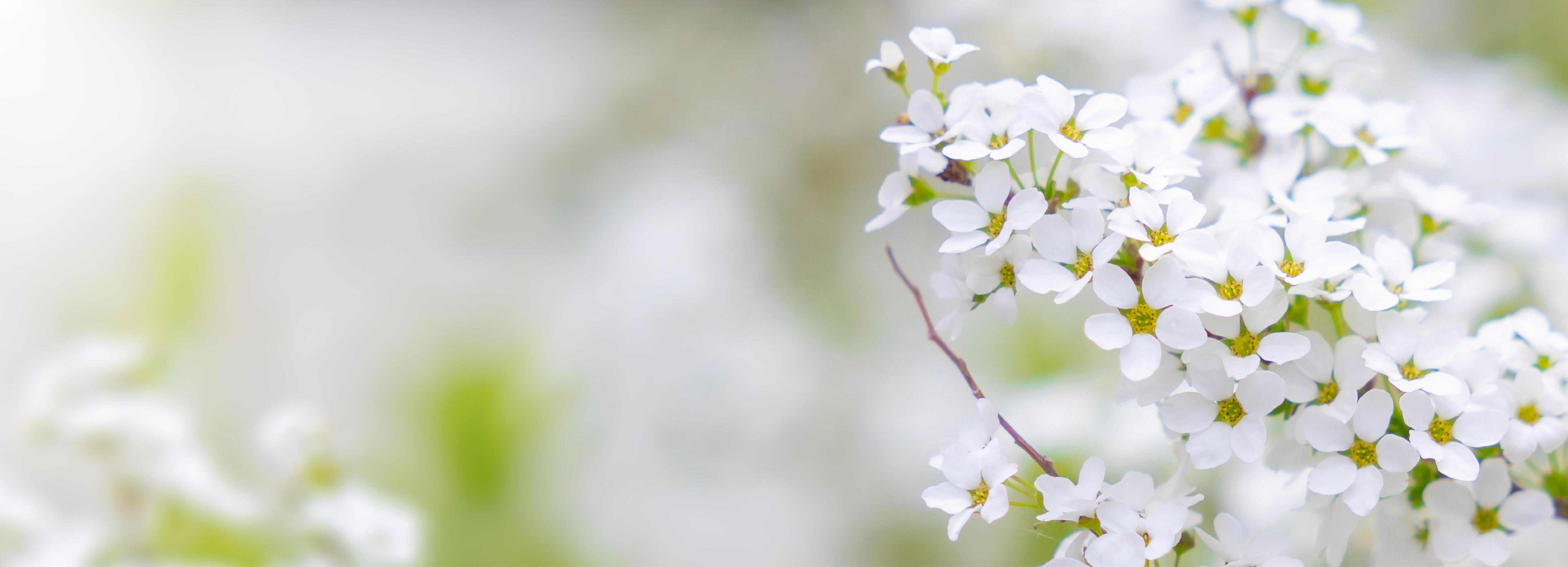 5417x1960 Nature of white flower on blurred background. close up of nature view flora and leaf. copy space using plants landscape, ecology wallpaper or cover concept