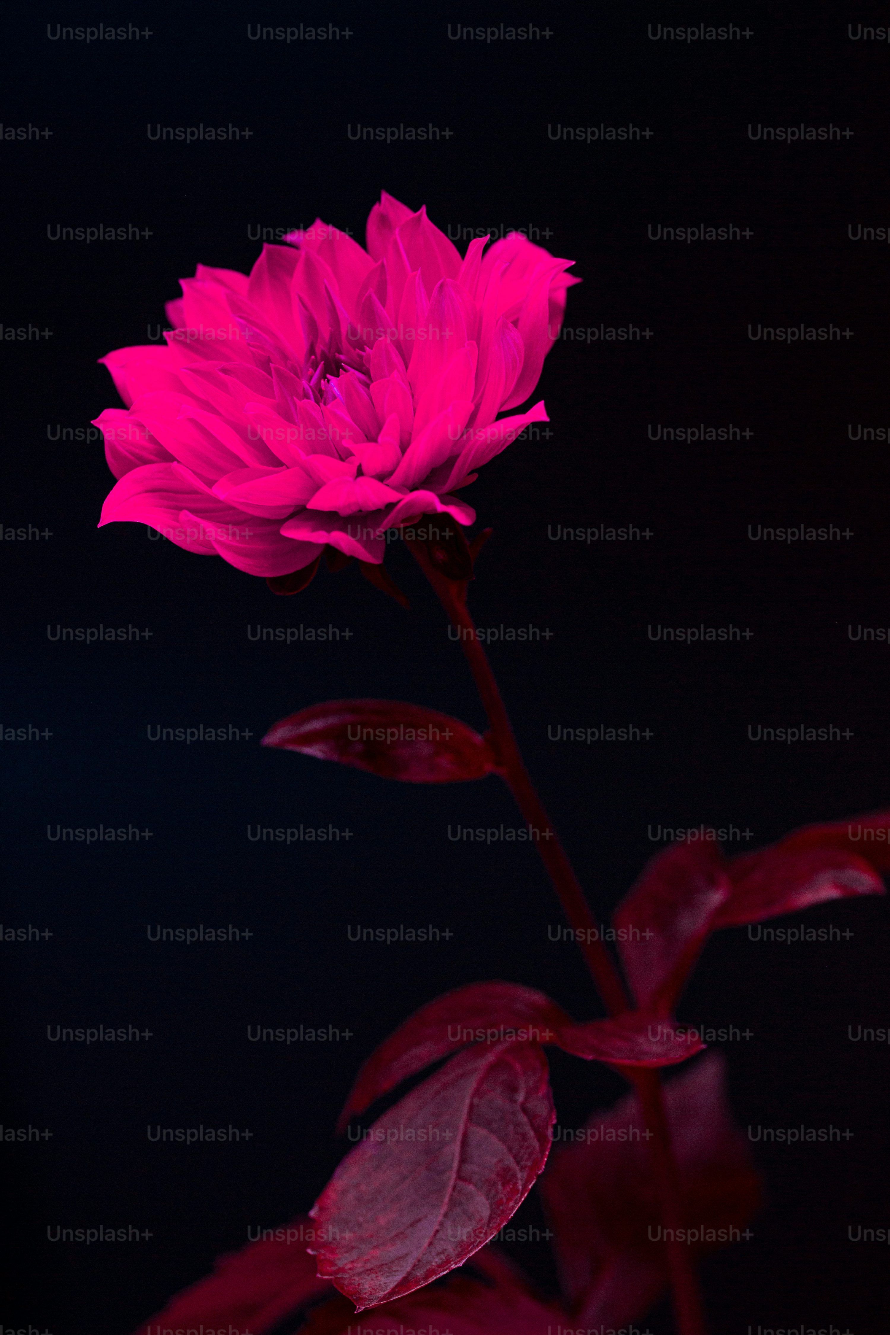 3000x4500 Flowers Close Up Picture. Download Free Image