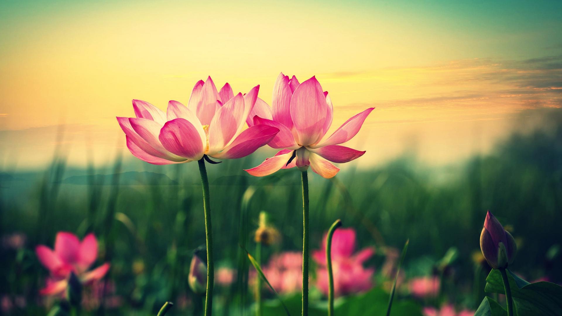 1920x1080 Flowers (1920x1080)