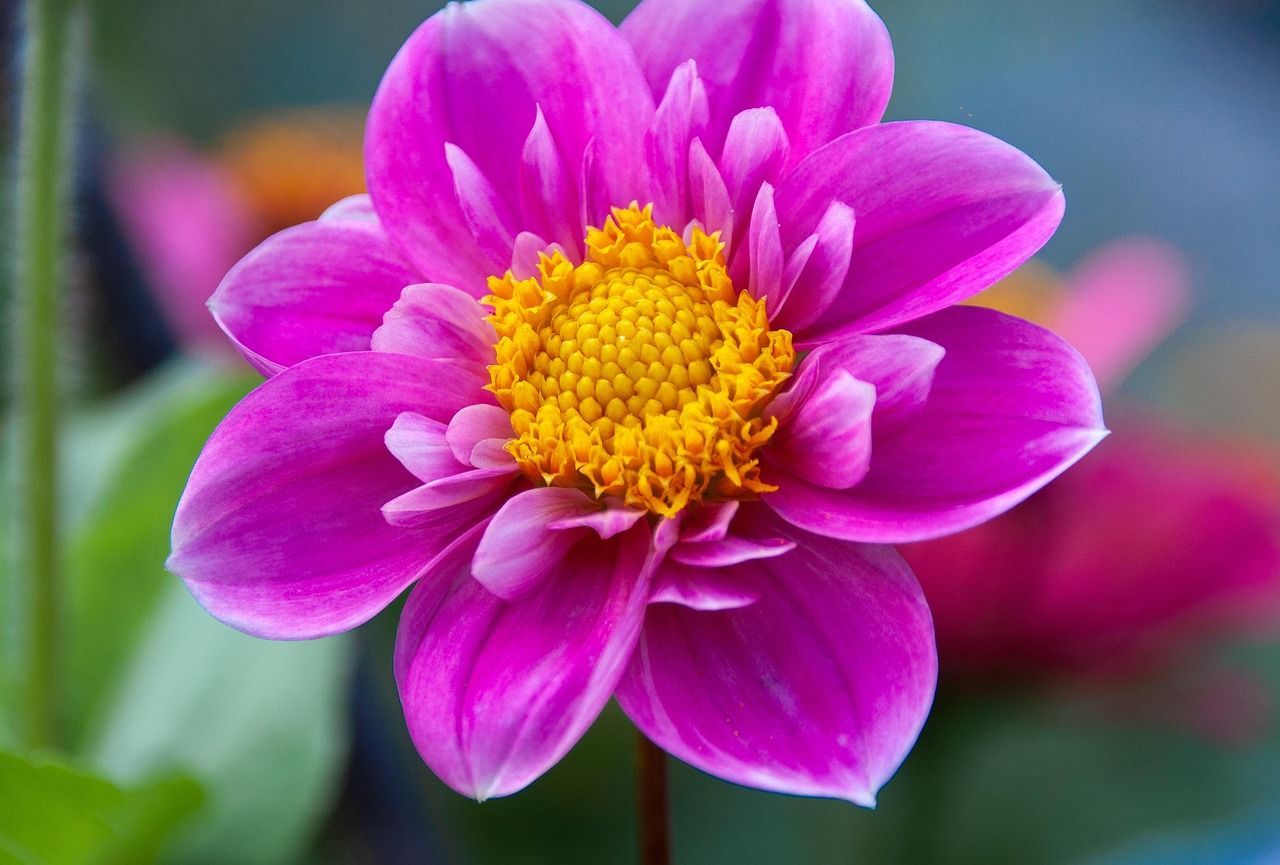 1280x865 Pink Flower Blossom