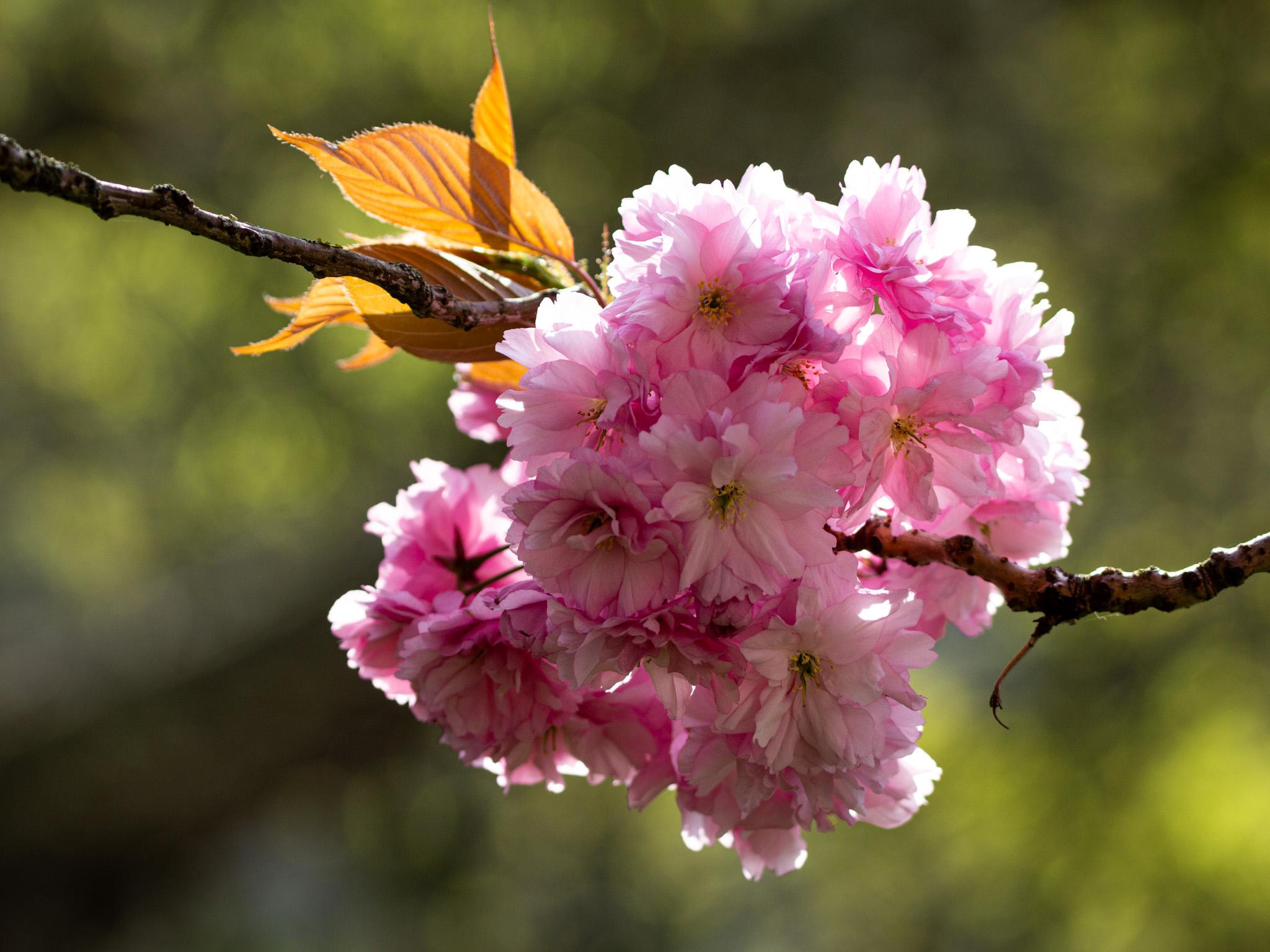 2048x1536 Some lovely flower photo!