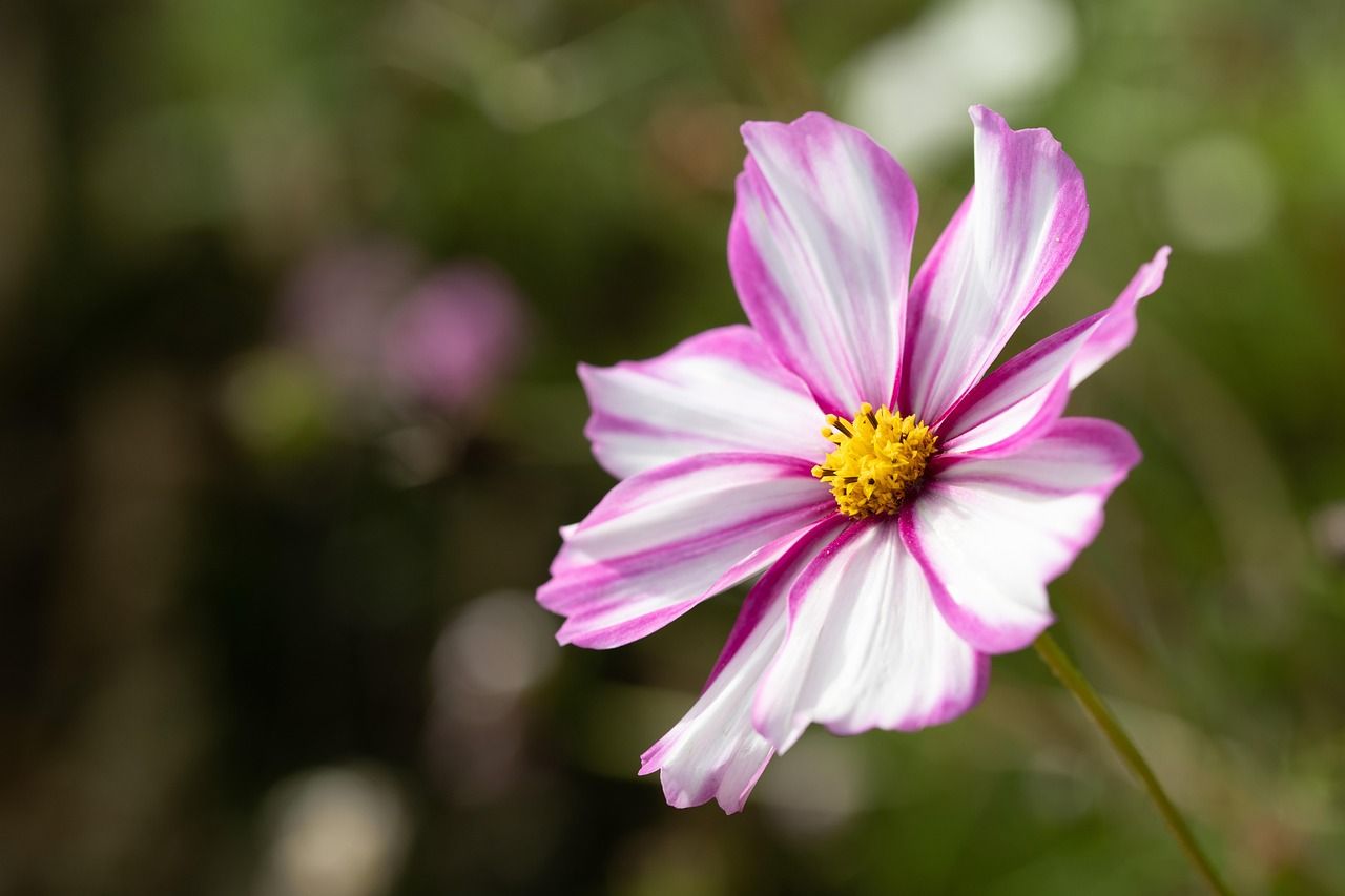 1280x853 Flower Pink Nature Close