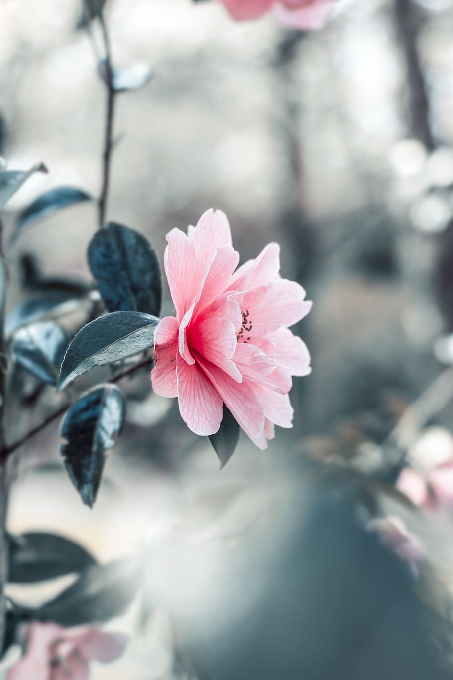 910x1365 HD Wallpaper: Pink Petaled Flowers In Close Up Photography, Beautiful, Beautiful Flowers