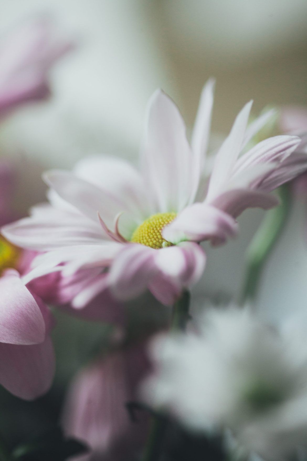 1170x1755 How to Photograph Flowers Close Up
