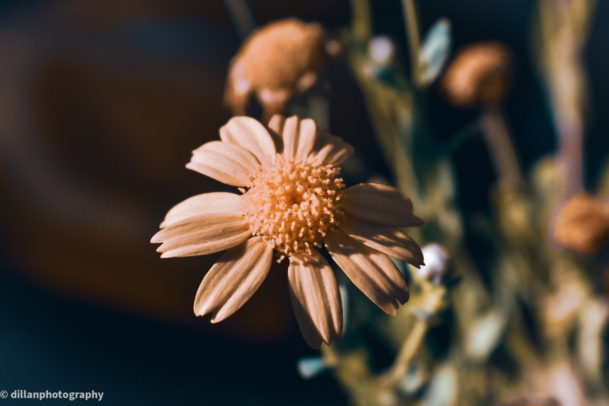 1200x800 Free Photo close up with blurred background