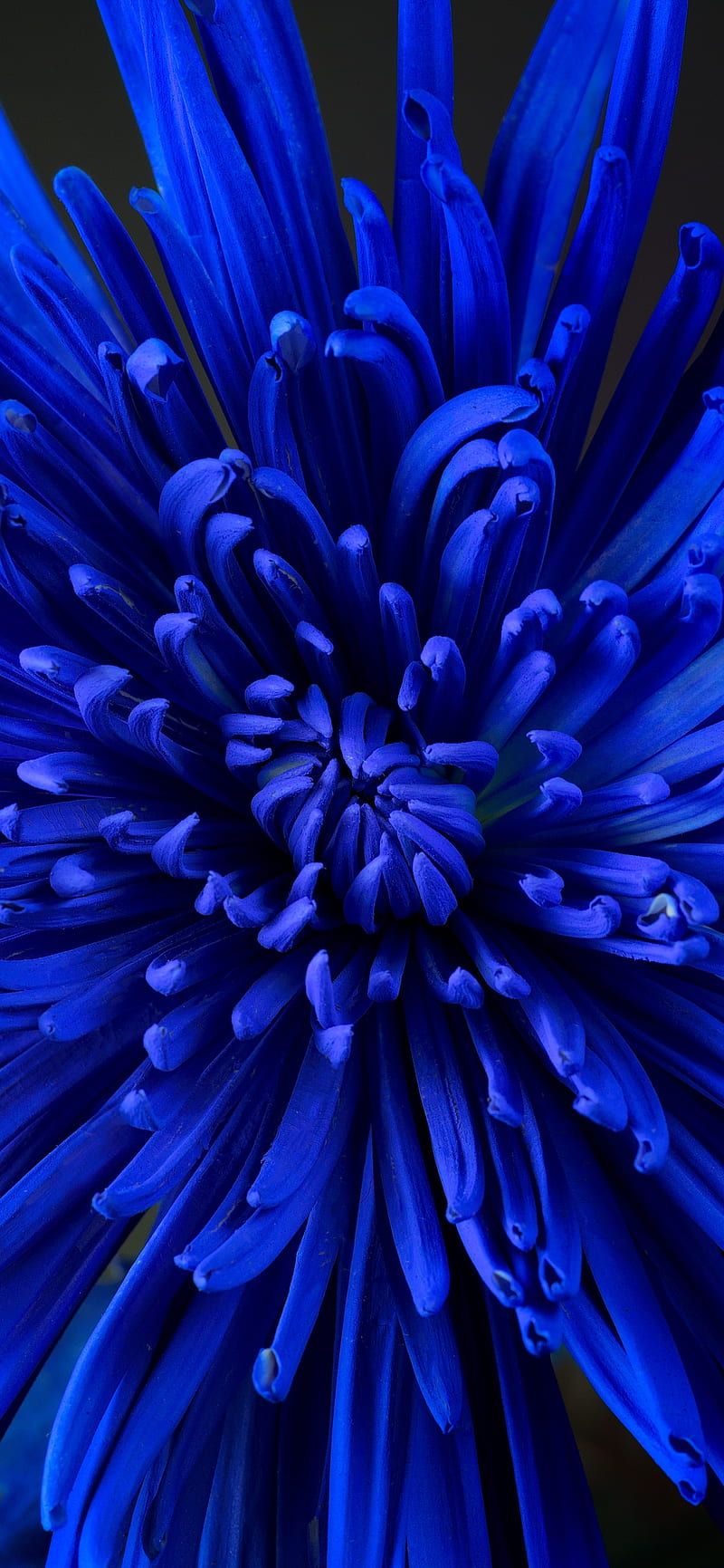800x1731 Blue flower, Chrysanthemum, Blossom, Close up, Bloom, Flowers, Pretty Blue Flower, HD phone wallpaper