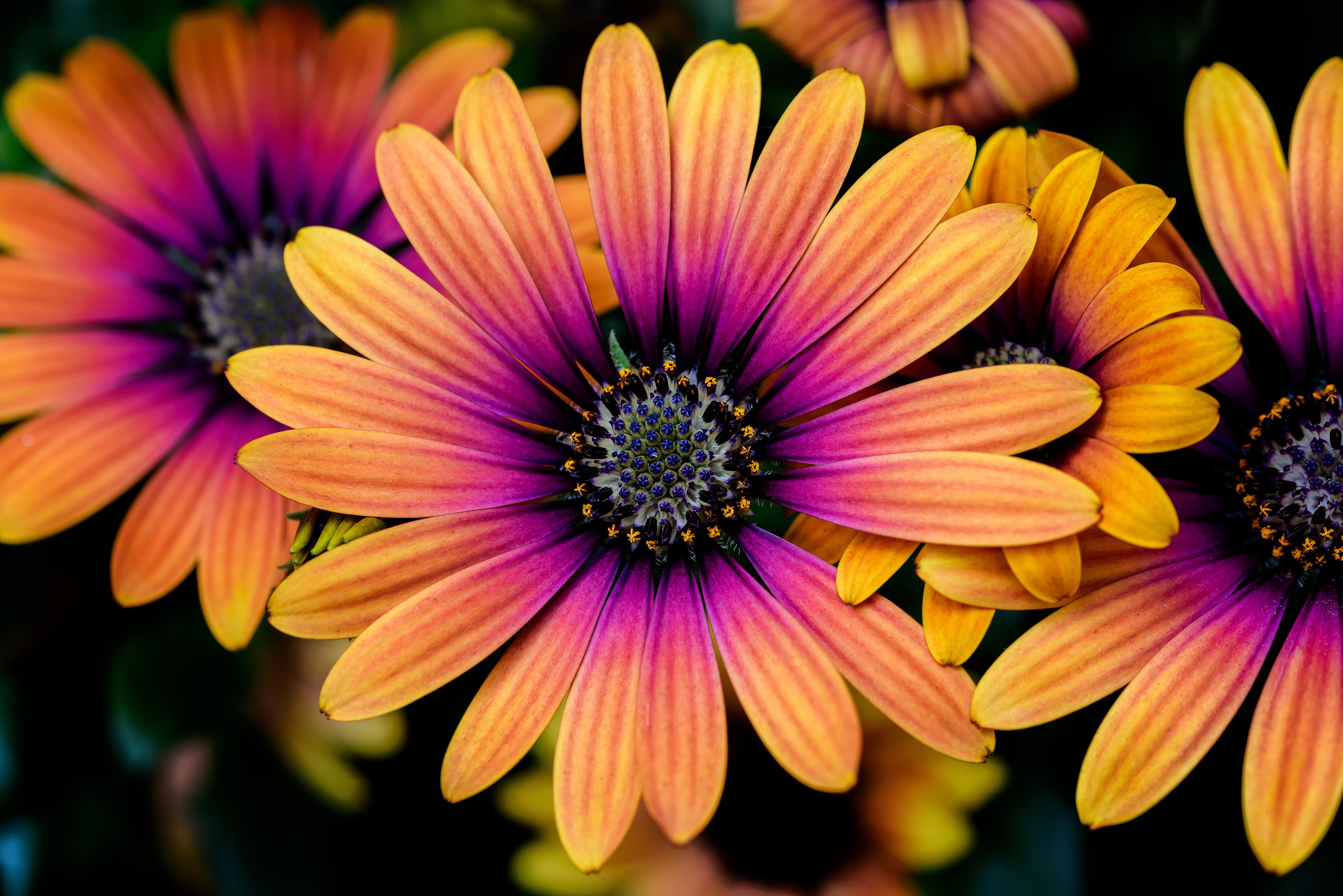 6952x4640 Daisy flowers Wallpaper 4K, Colorful flowers, Yellow, Pink