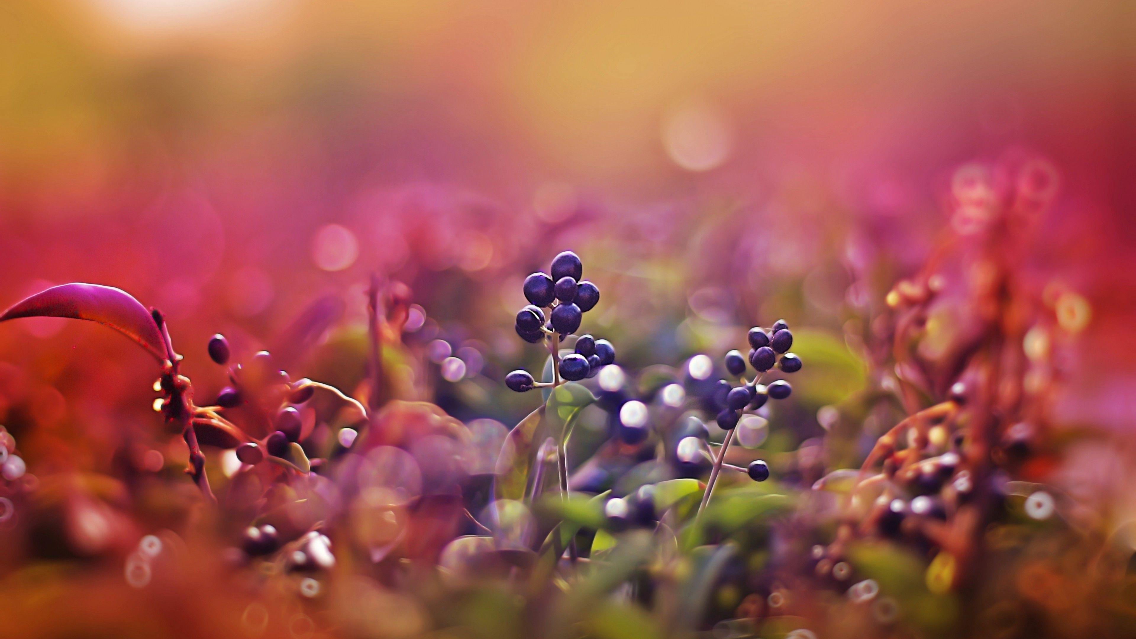 3840x2160 Wallpaper berries, 5k, 4k wallpaper, leaves, macro, bokeh, pink, Nature