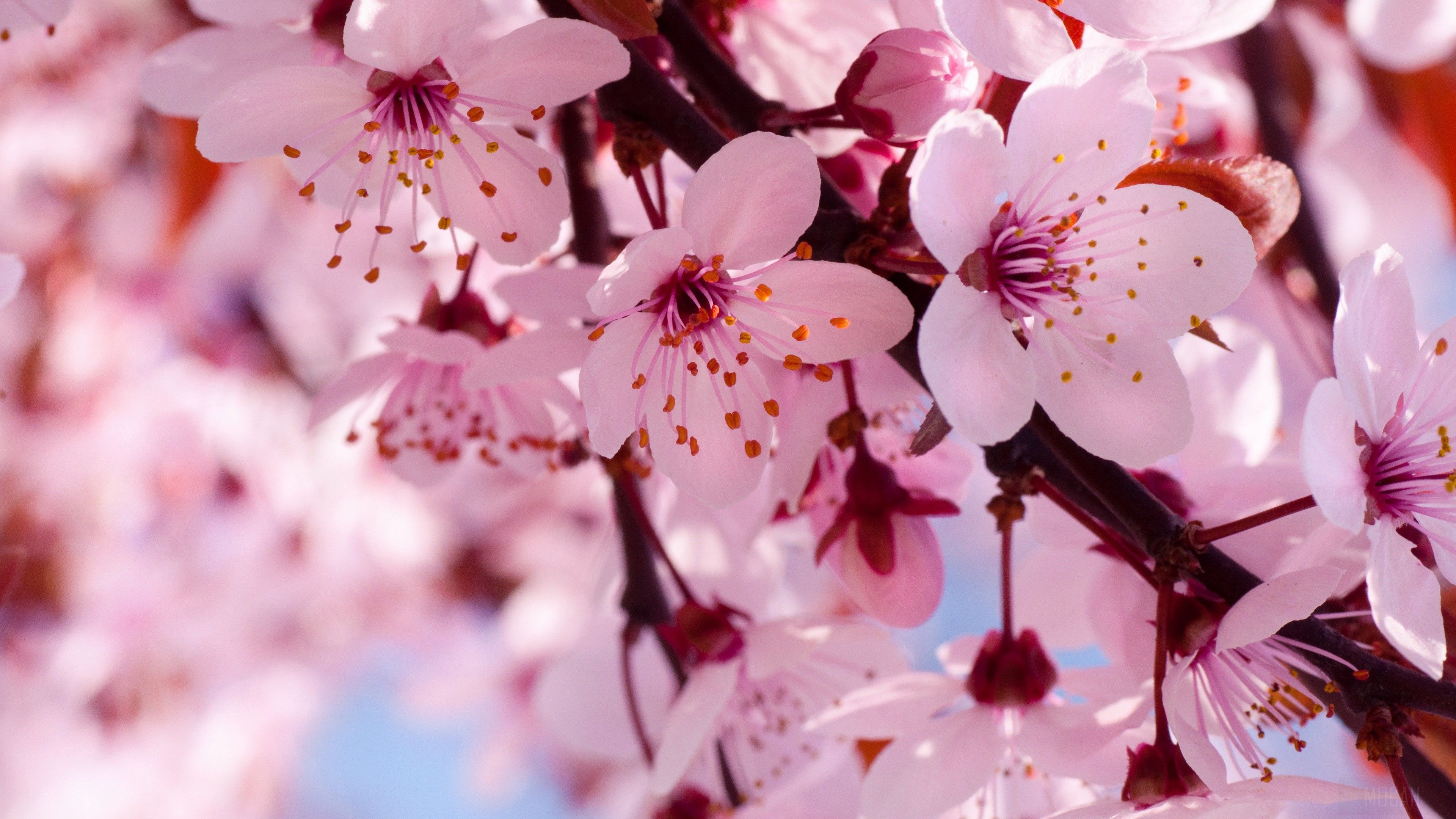 3840x2160 Blossom, Branch, Cherry Blossom, Close Up, Flower, Pink Flower 4k, HD Wallpaper
