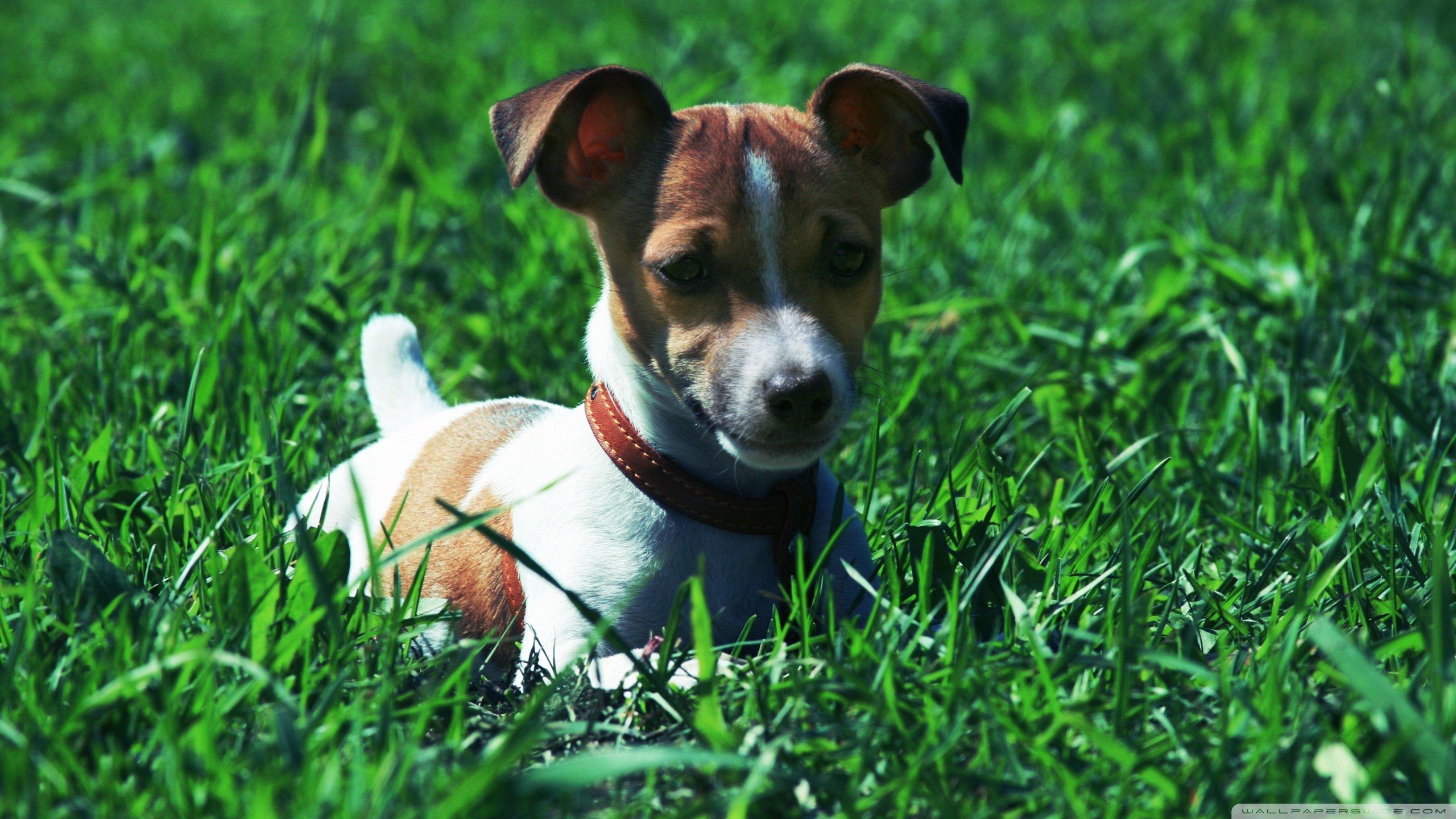 2560x1440 Jack Russell Terrier wallpaper 2560x1440 desktop background