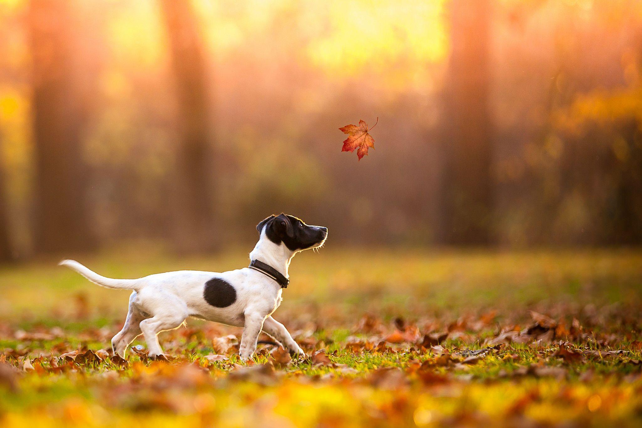 2048x1365 Jack Russell Terrier Wallpaper