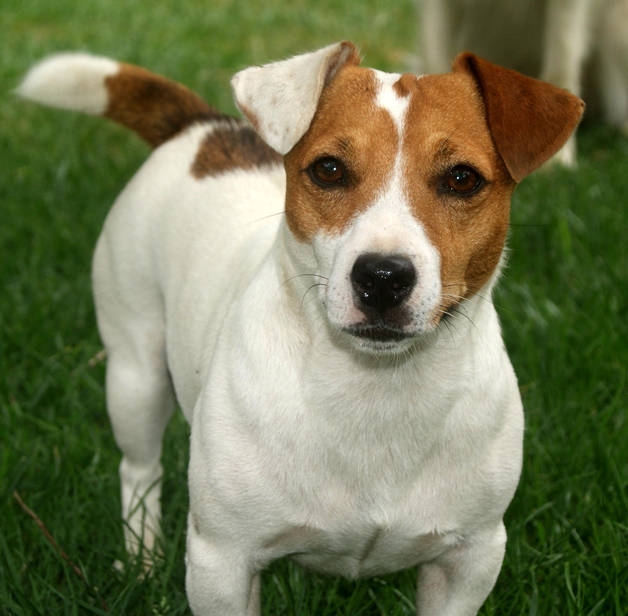 2096x2056 Jack Russell Terrier Dog Wallpaper