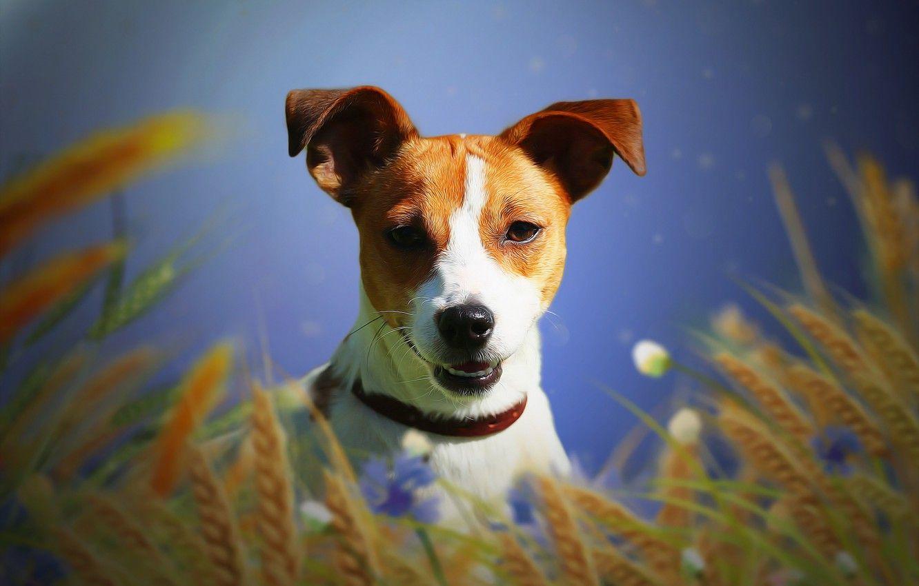 Jack Russell Terrier Wallpapers Top Free Jack Russell Terrier — free download