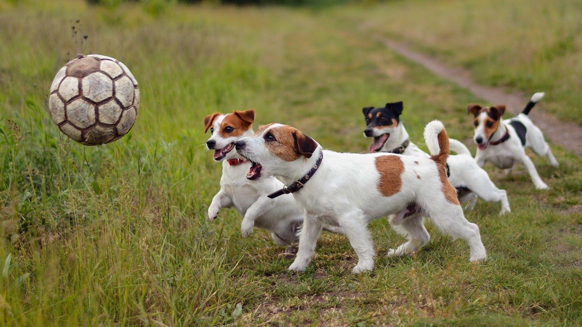 1920x1080 Jack Russell Terrier Wallpaper